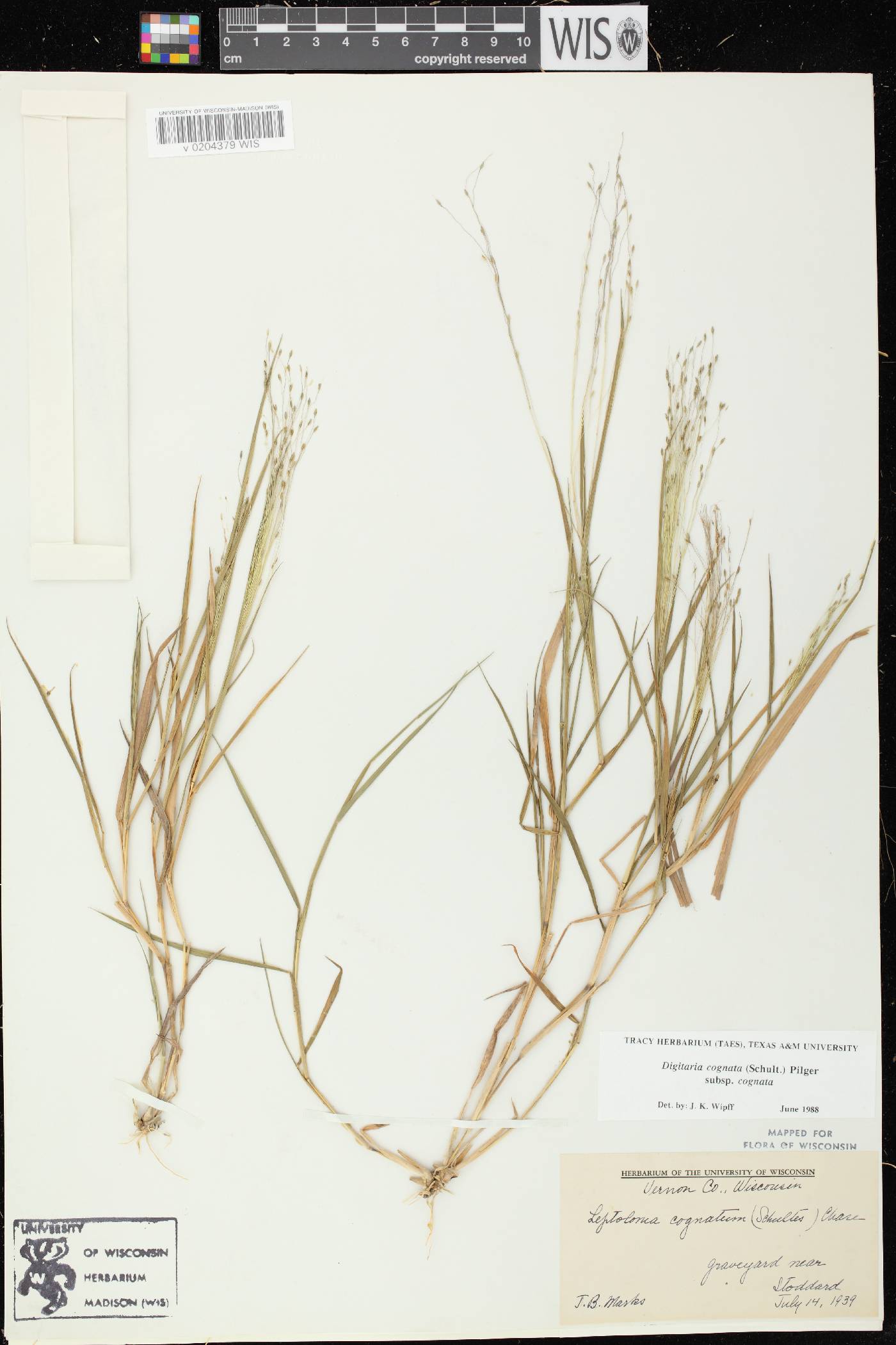 Digitaria cognata image