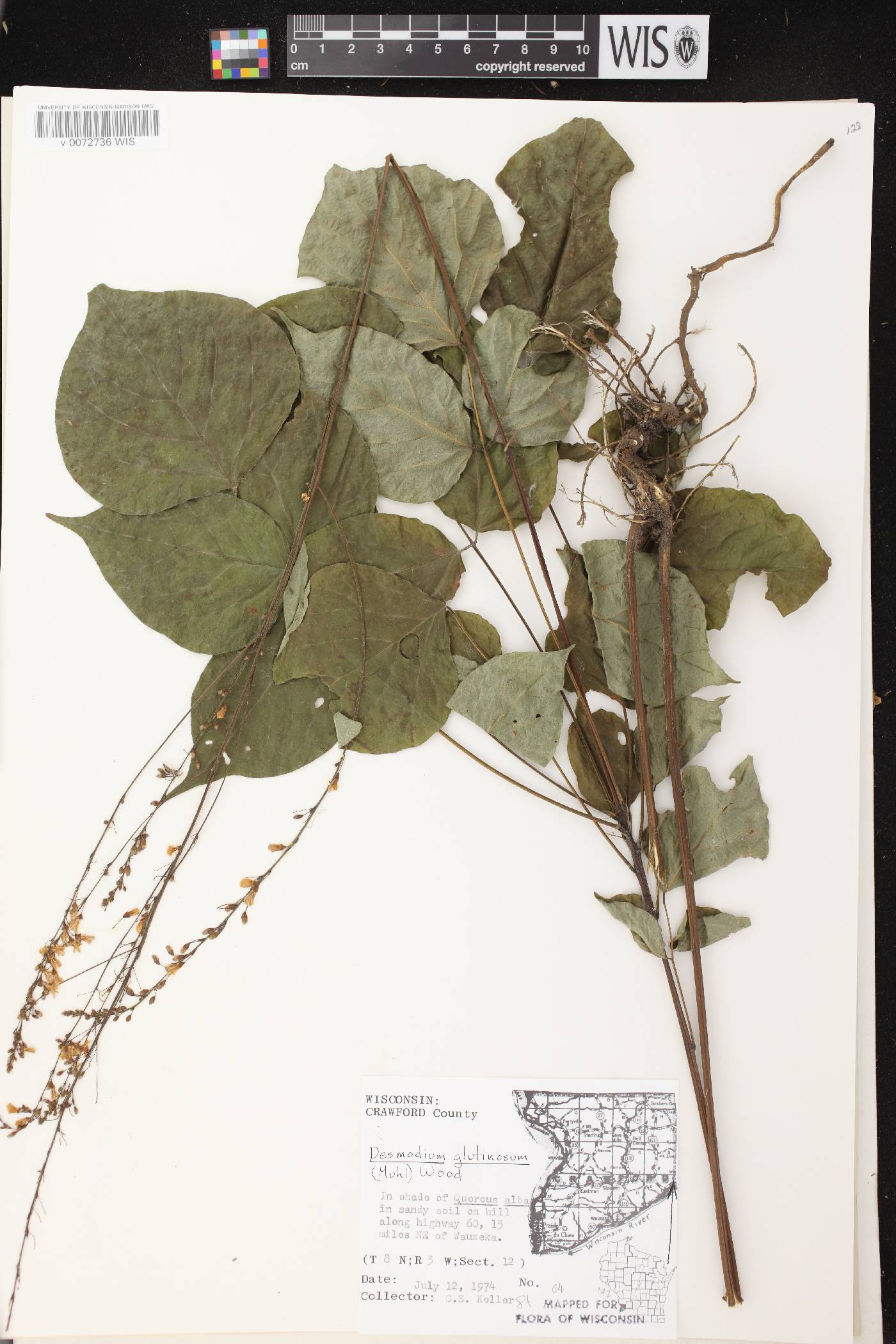 Hylodesmum glutinosum image