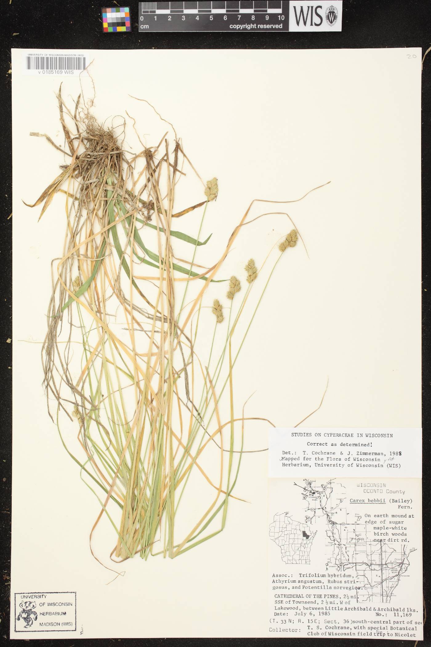 Carex bebbii image
