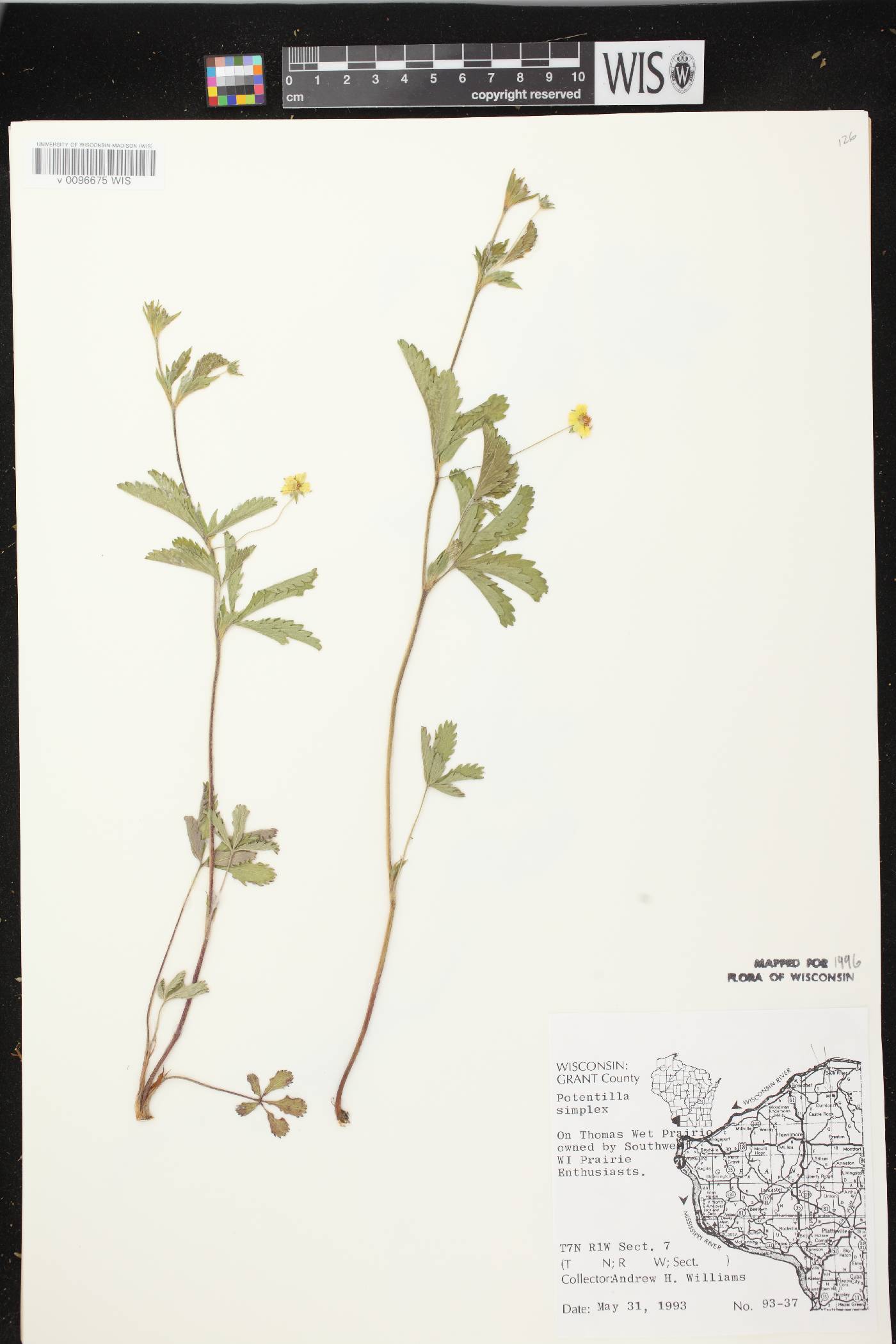 Potentilla simplex image