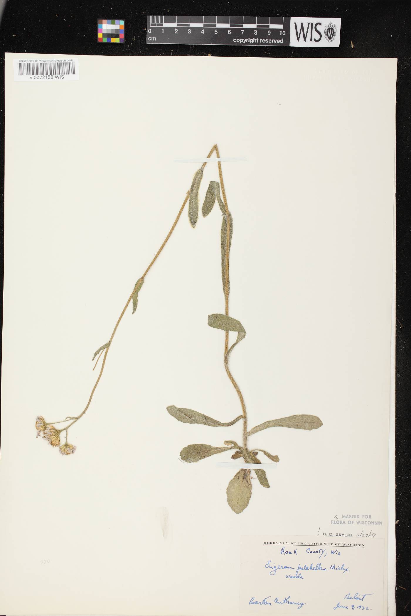 Erigeron pulchellus image