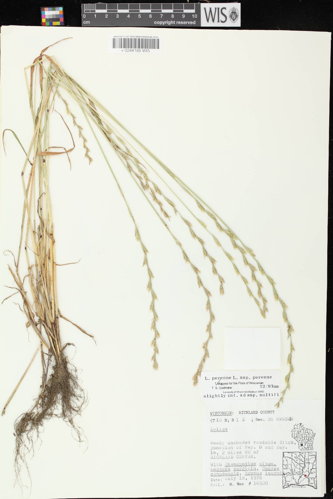 Lolium perenne subsp. perenne image