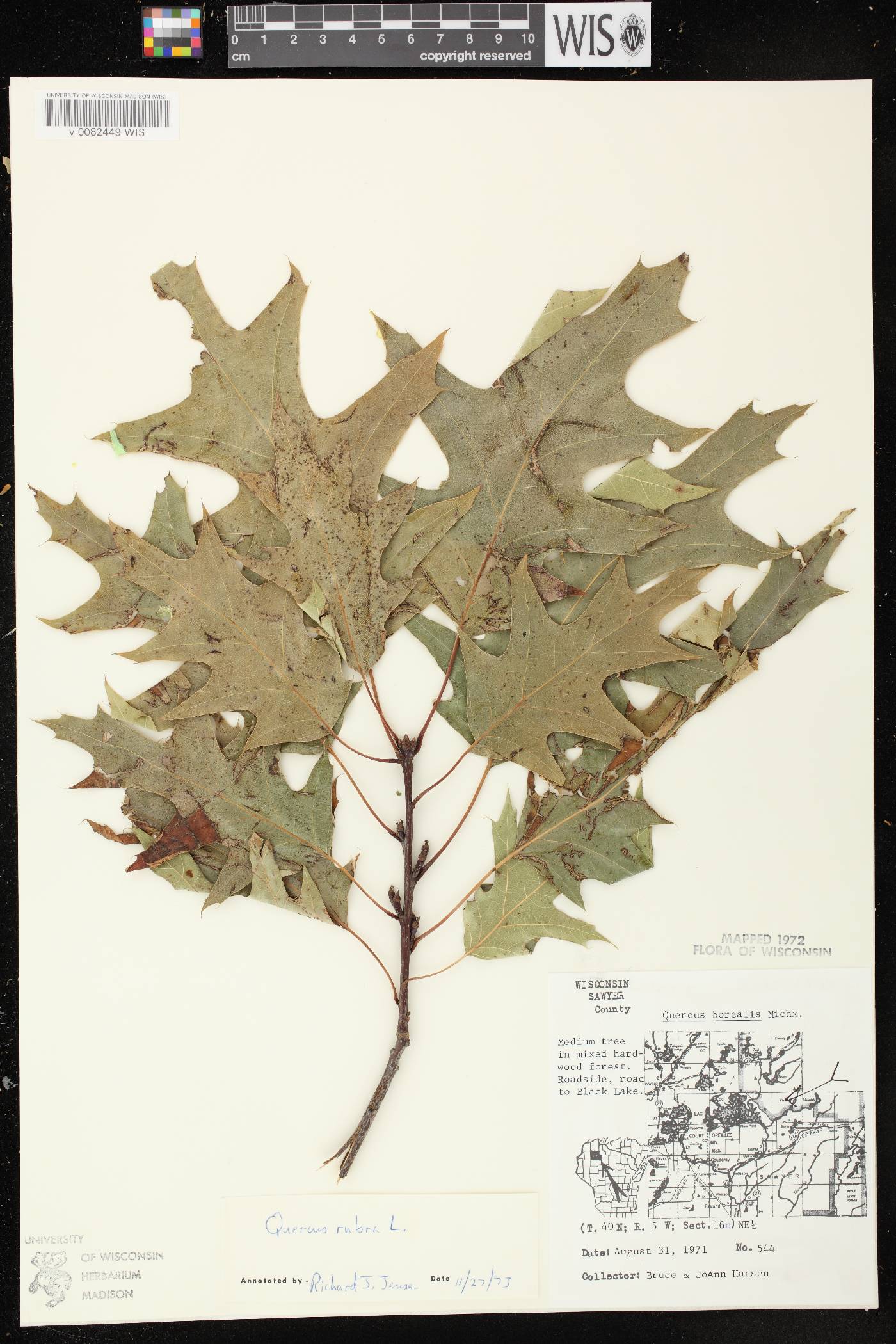 Quercus rubra image