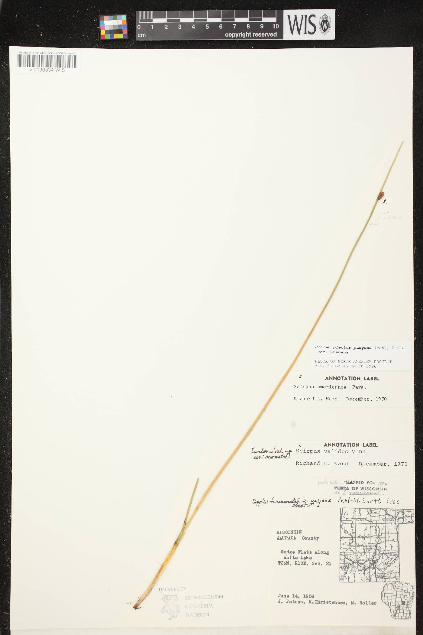 Schoenoplectus pungens image
