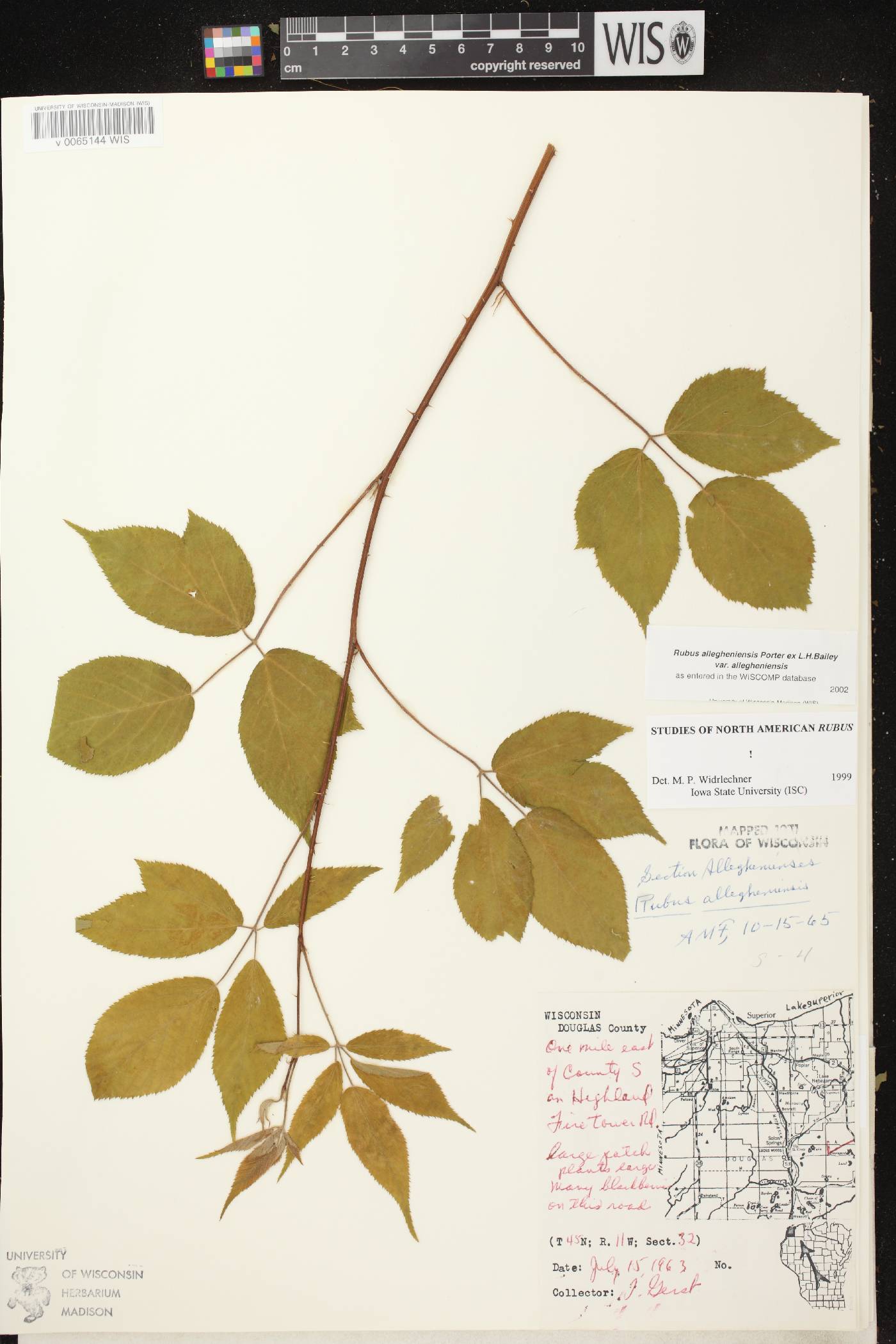 Rubus allegheniensis image