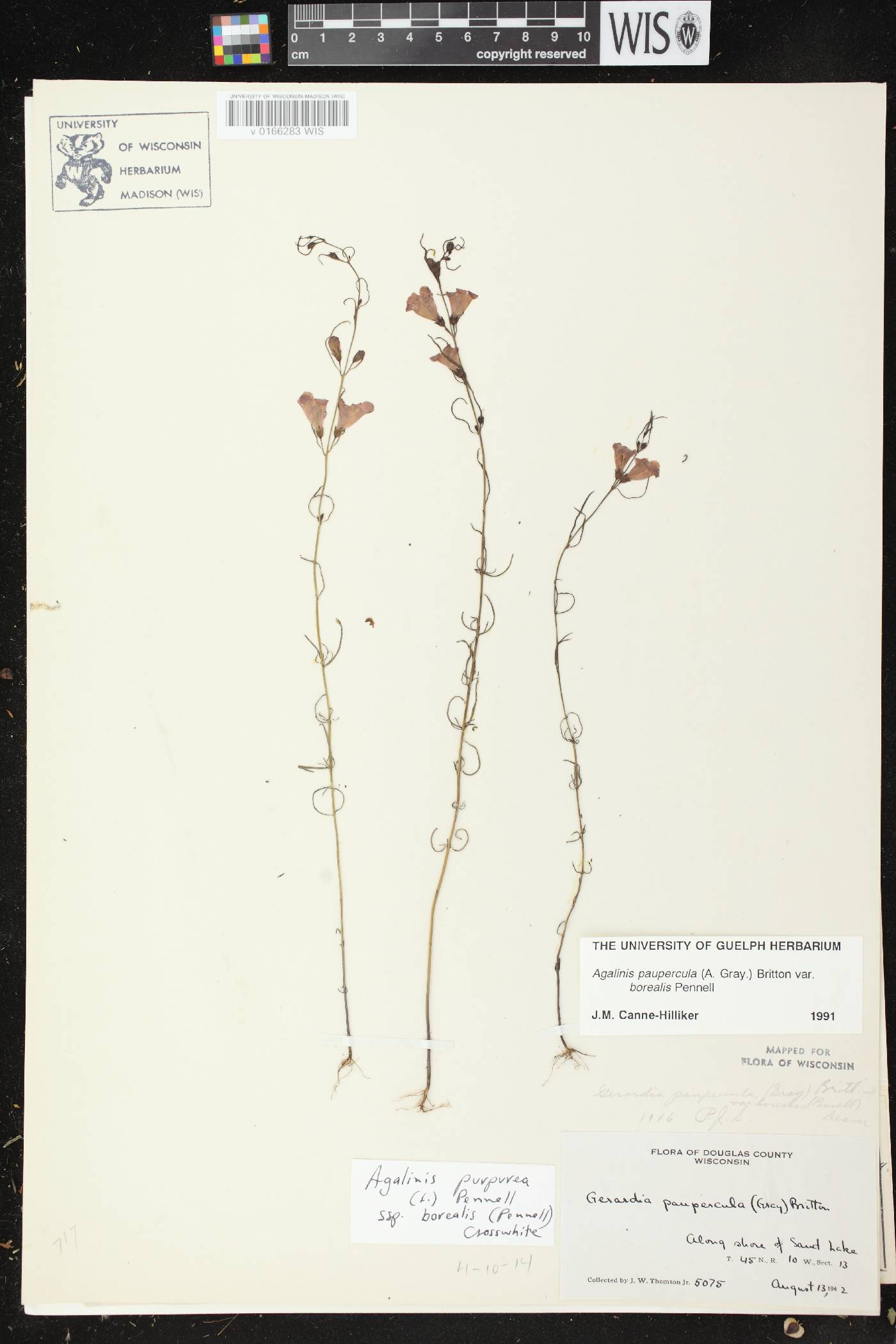 Agalinis paupercula var. borealis image