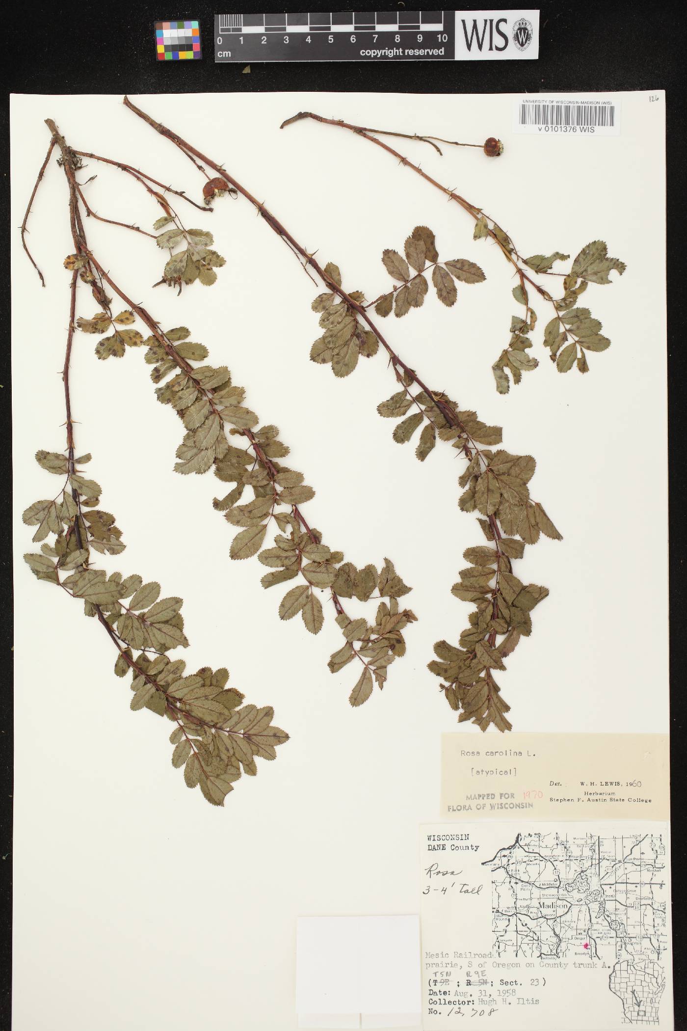 Rosa carolina image