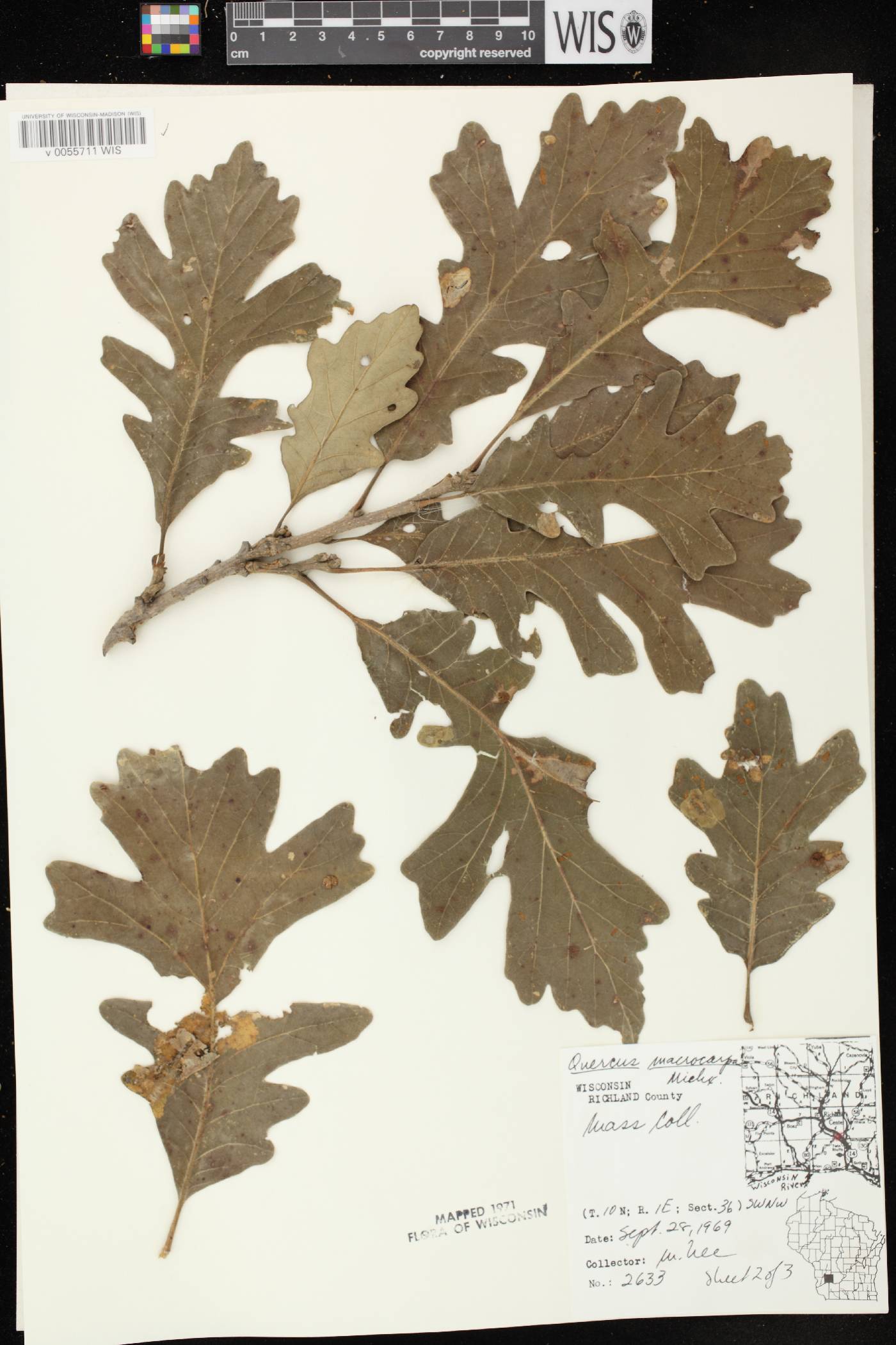 Quercus macrocarpa image