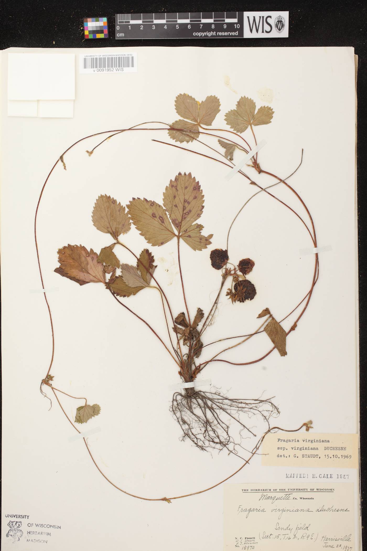 Fragaria virginiana image
