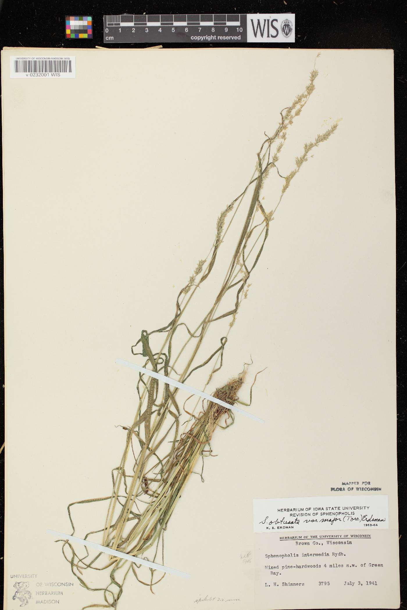 Sphenopholis intermedia image