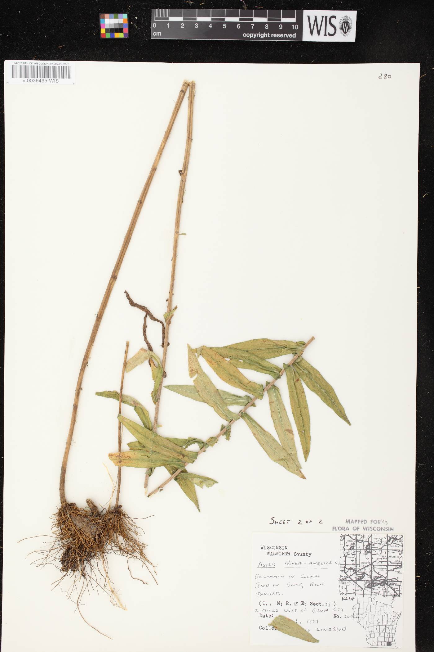 Symphyotrichum novae-angliae image