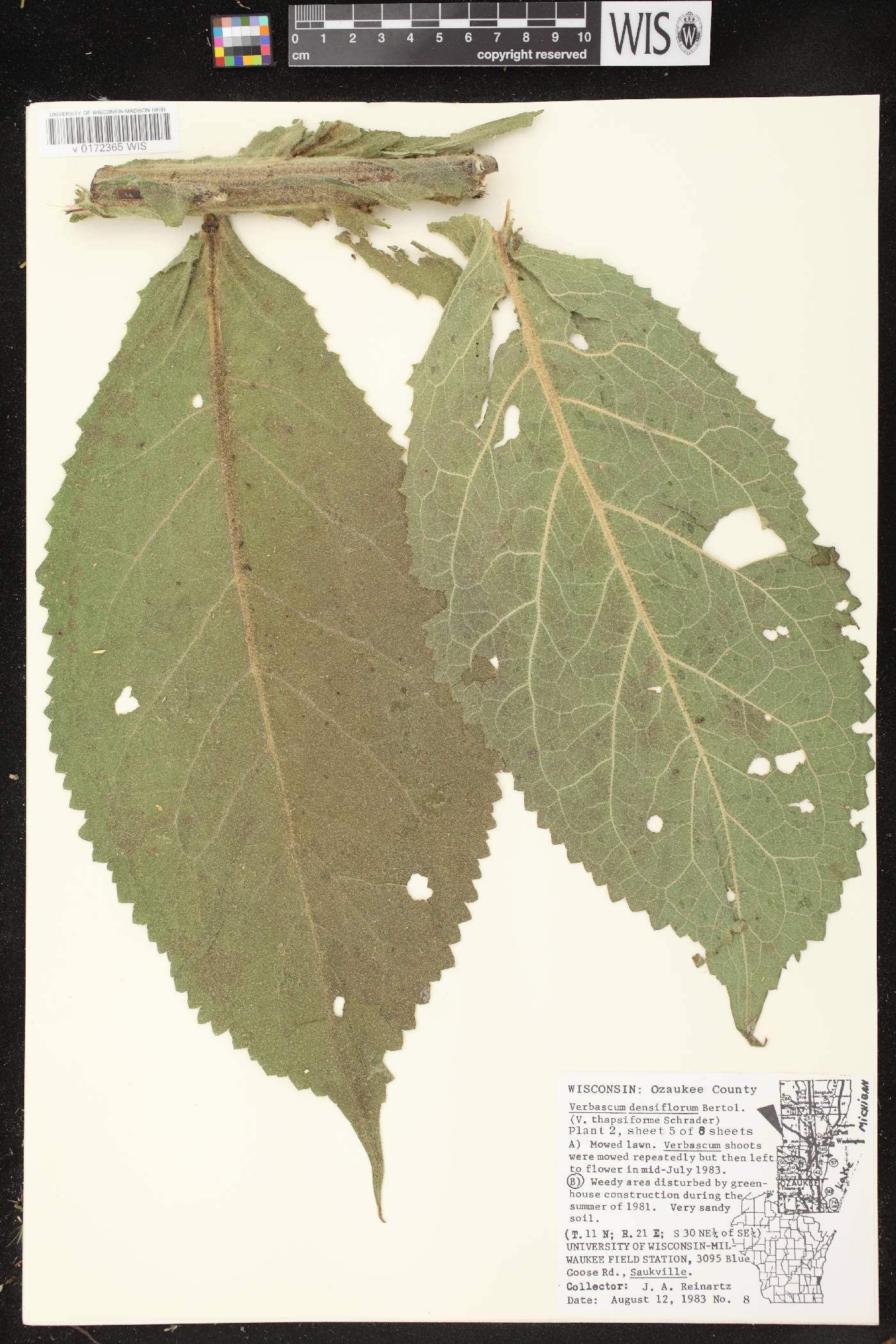 Verbascum densiflorum image