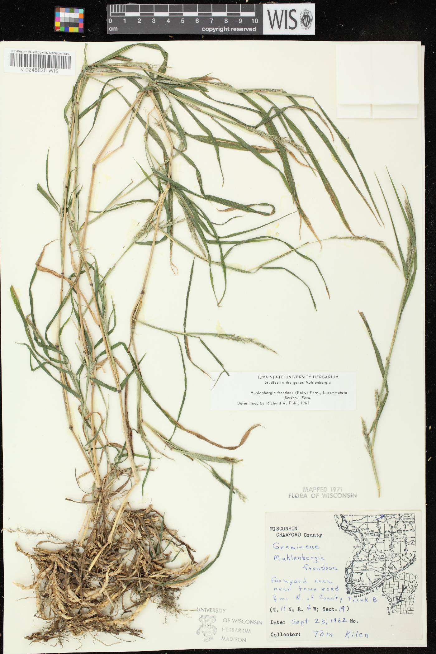 Muhlenbergia frondosa image