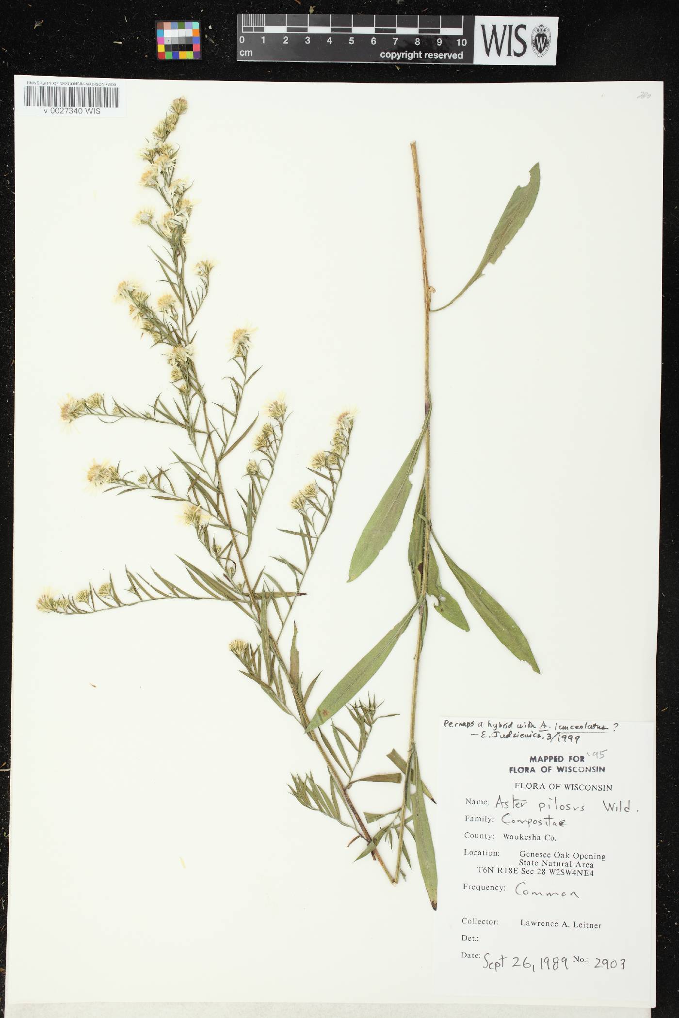 Symphyotrichum pilosum image