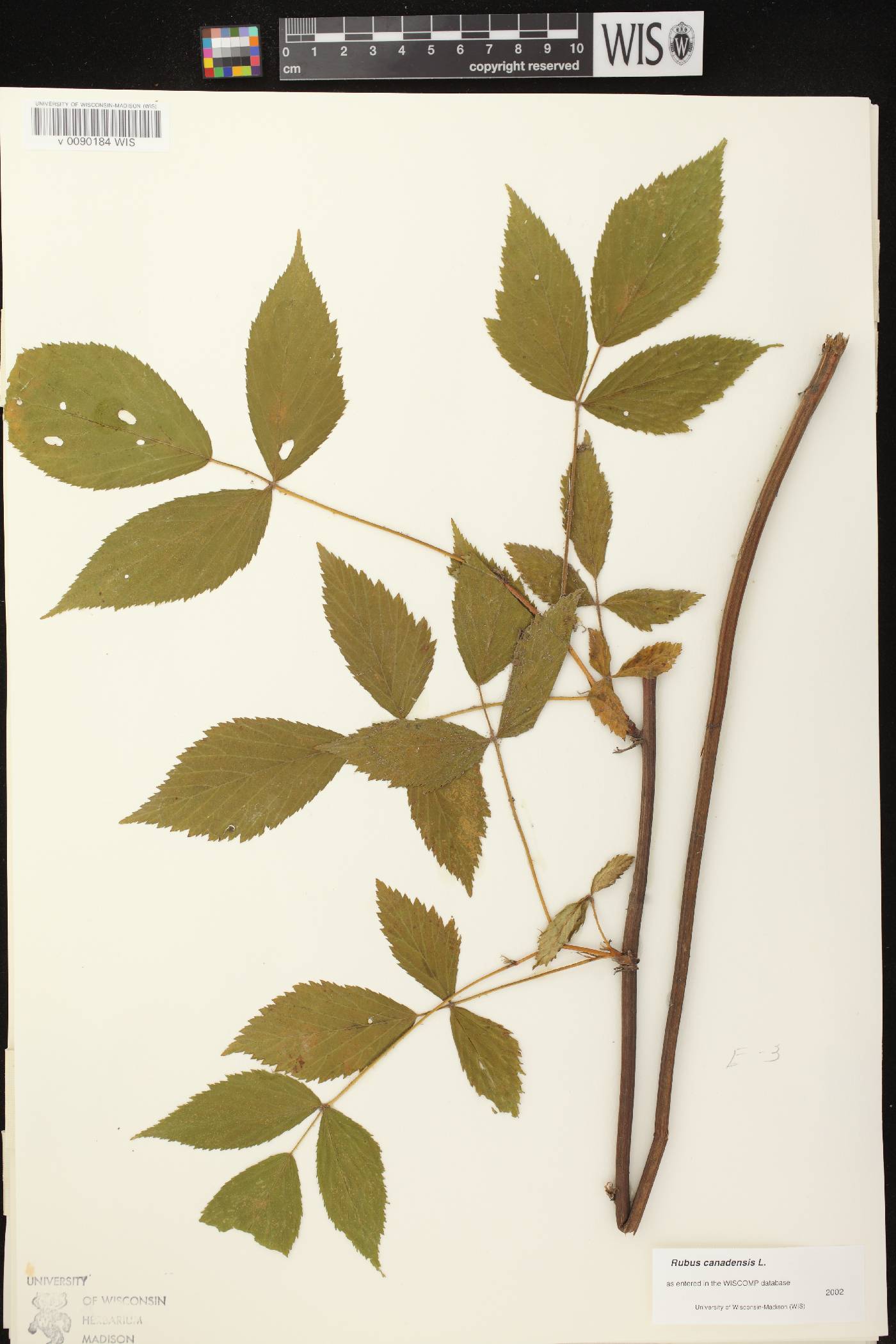 Rubus canadensis image
