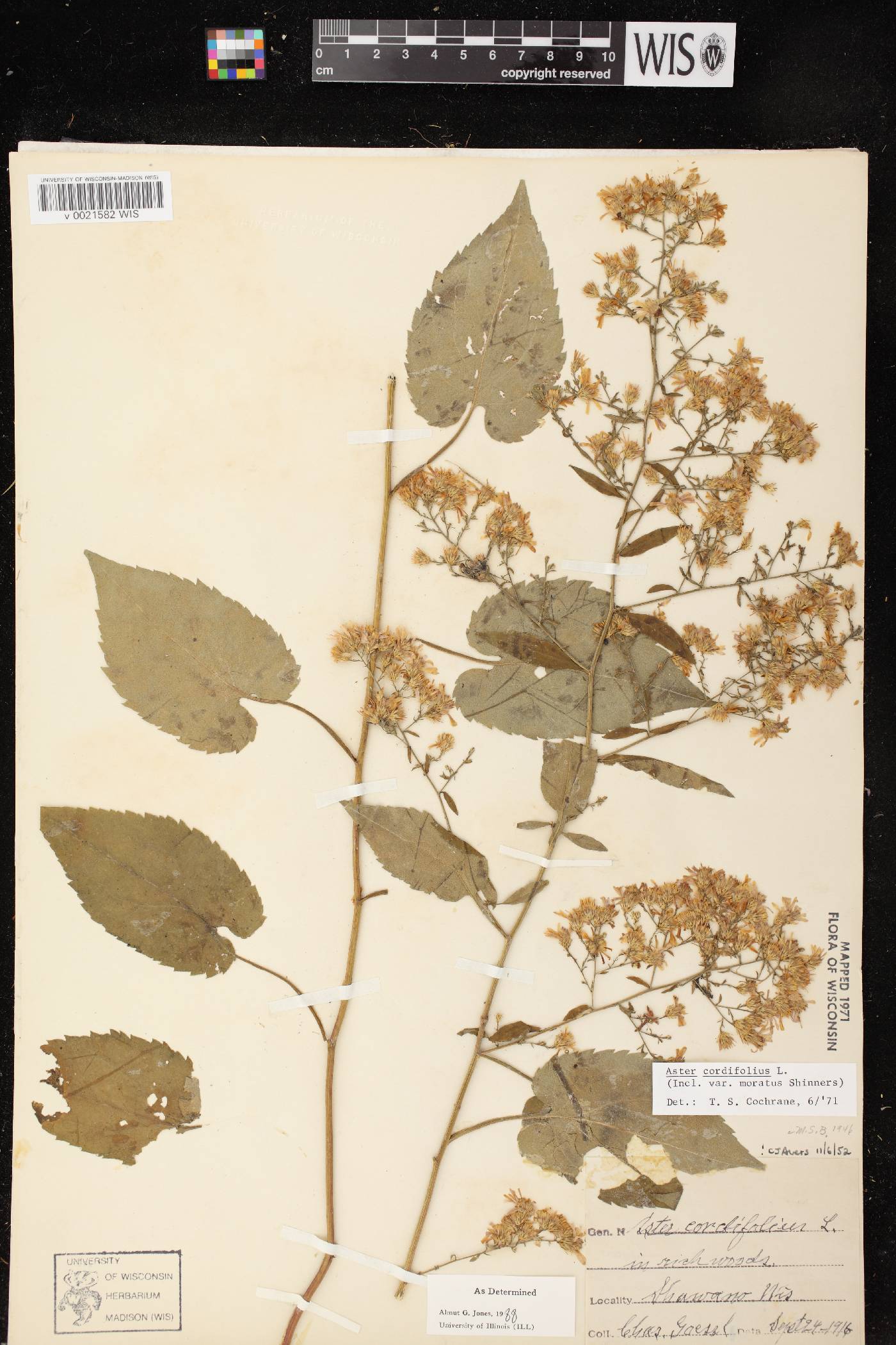 Symphyotrichum cordifolium image