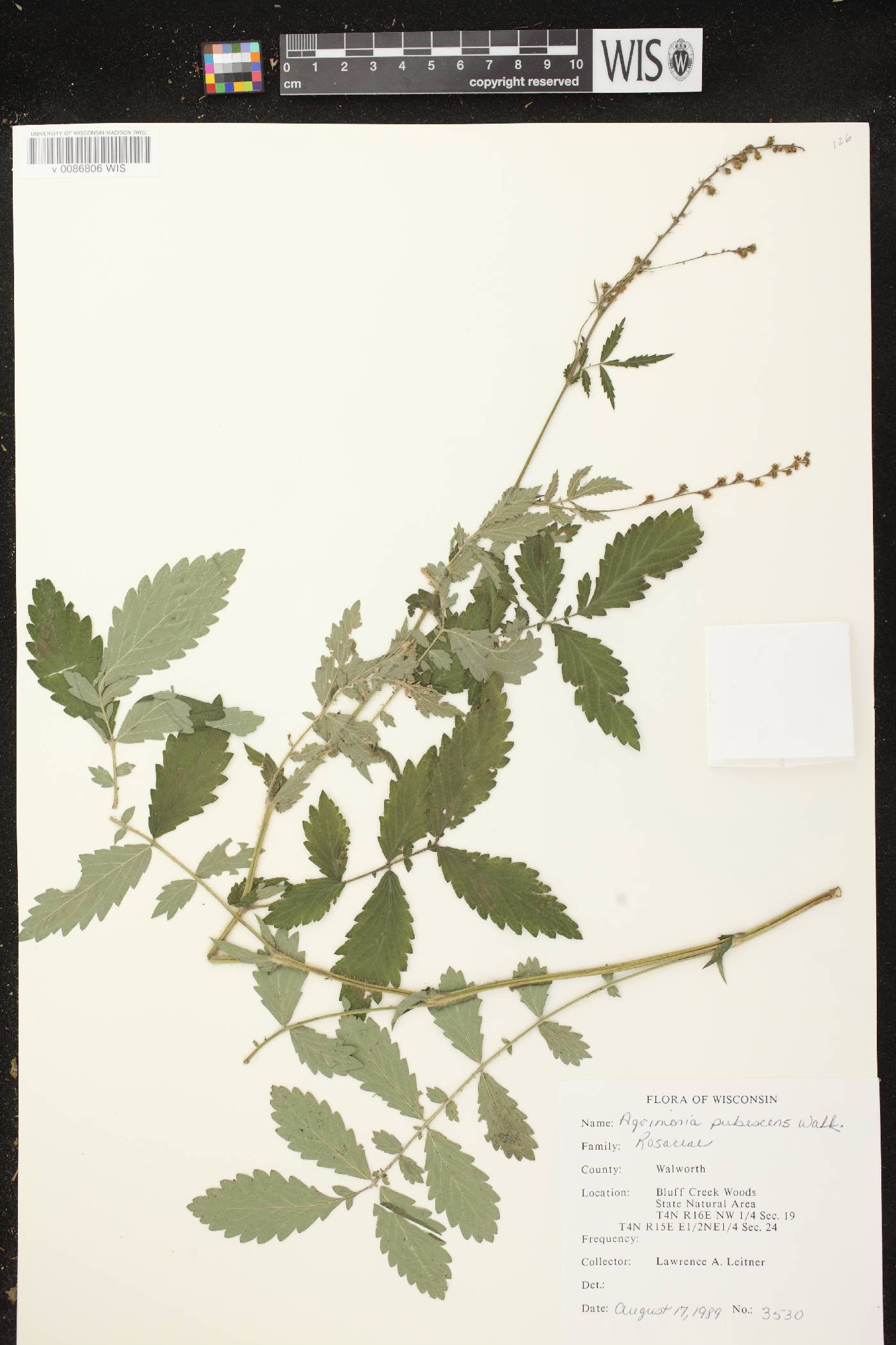 Agrimonia pubescens image