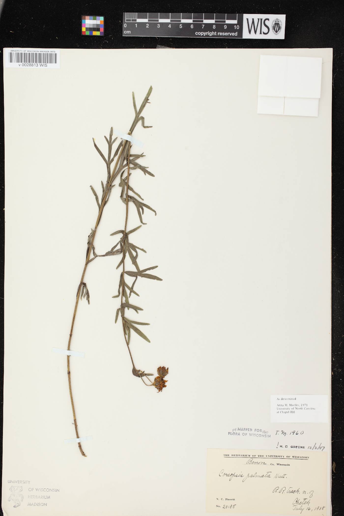 Coreopsis palmata image