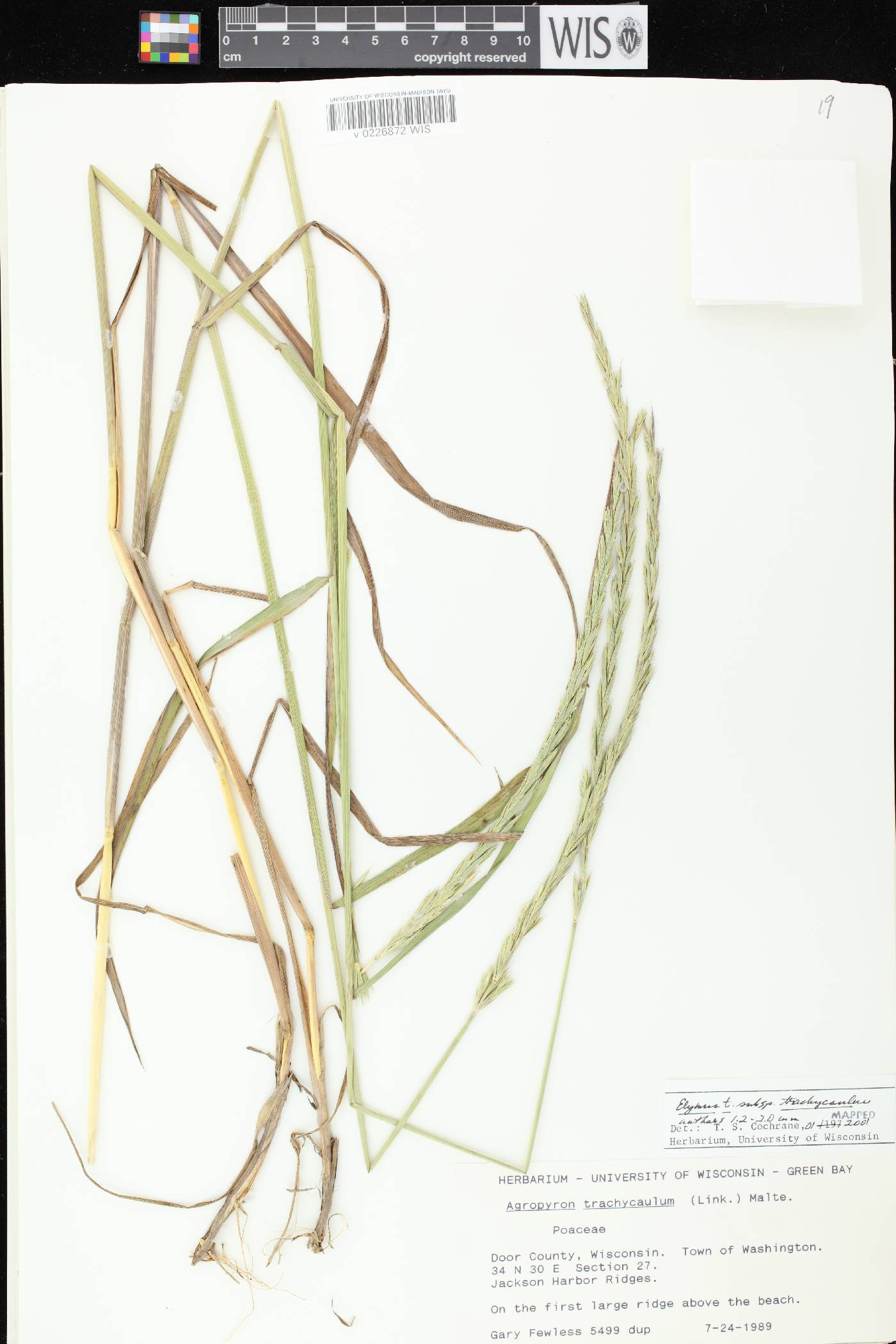 Elymus trachycaulus subsp. trachycaulus image