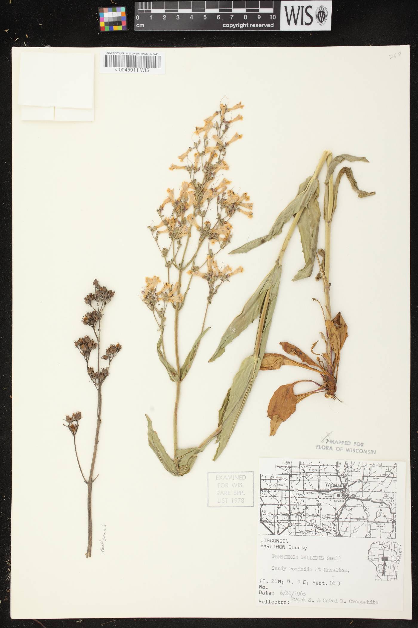 Penstemon pallidus image