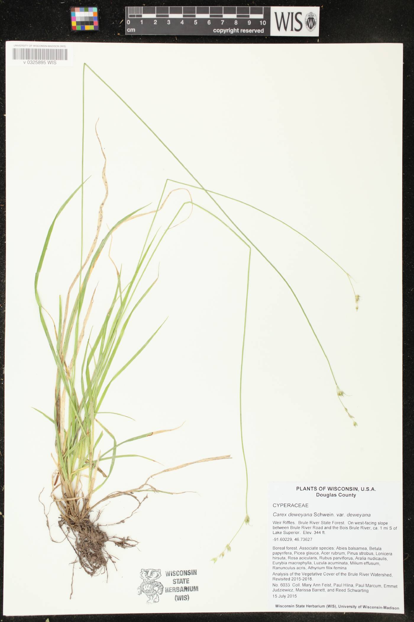 Carex deweyana image
