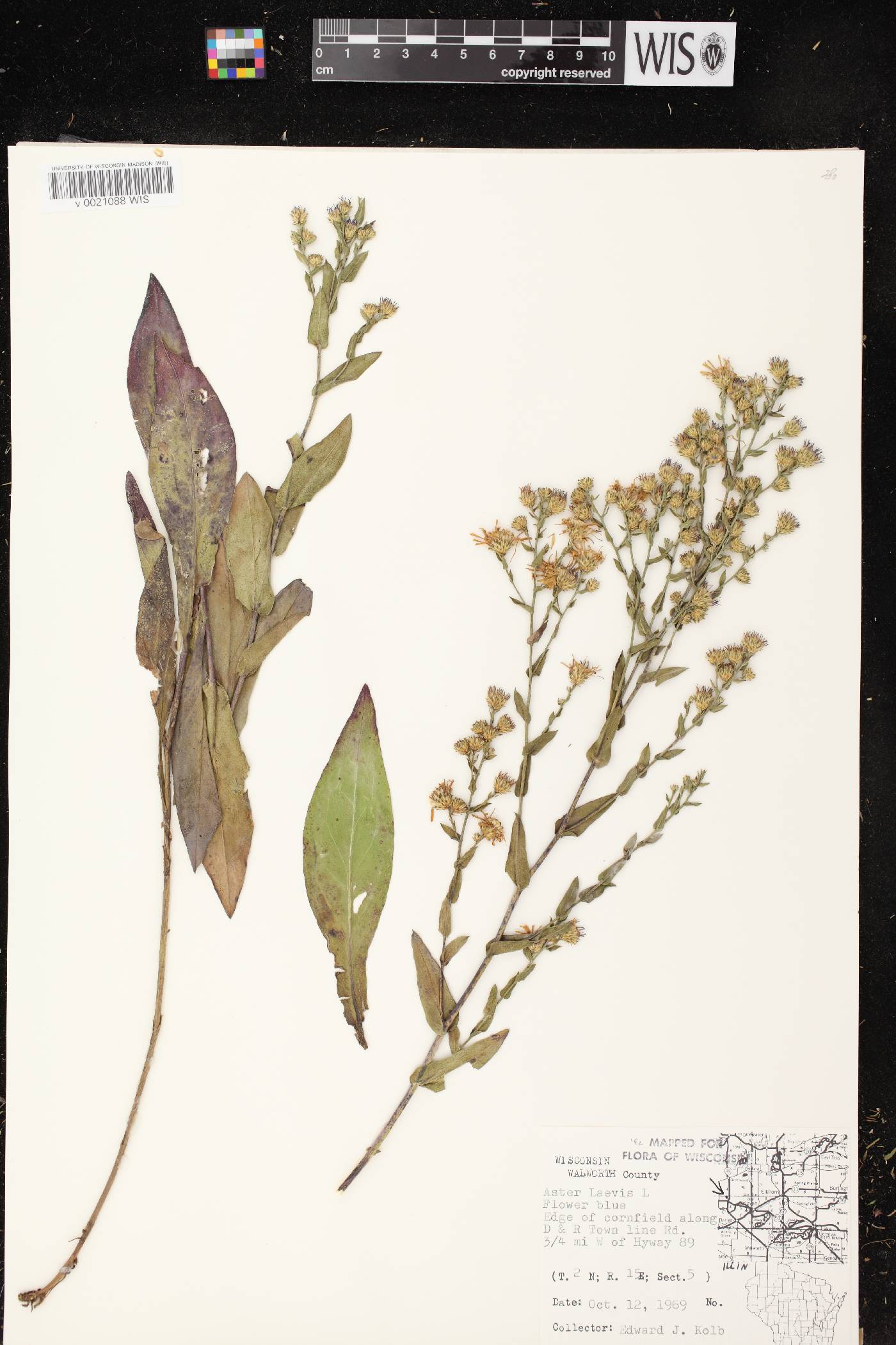 Symphyotrichum laeve image