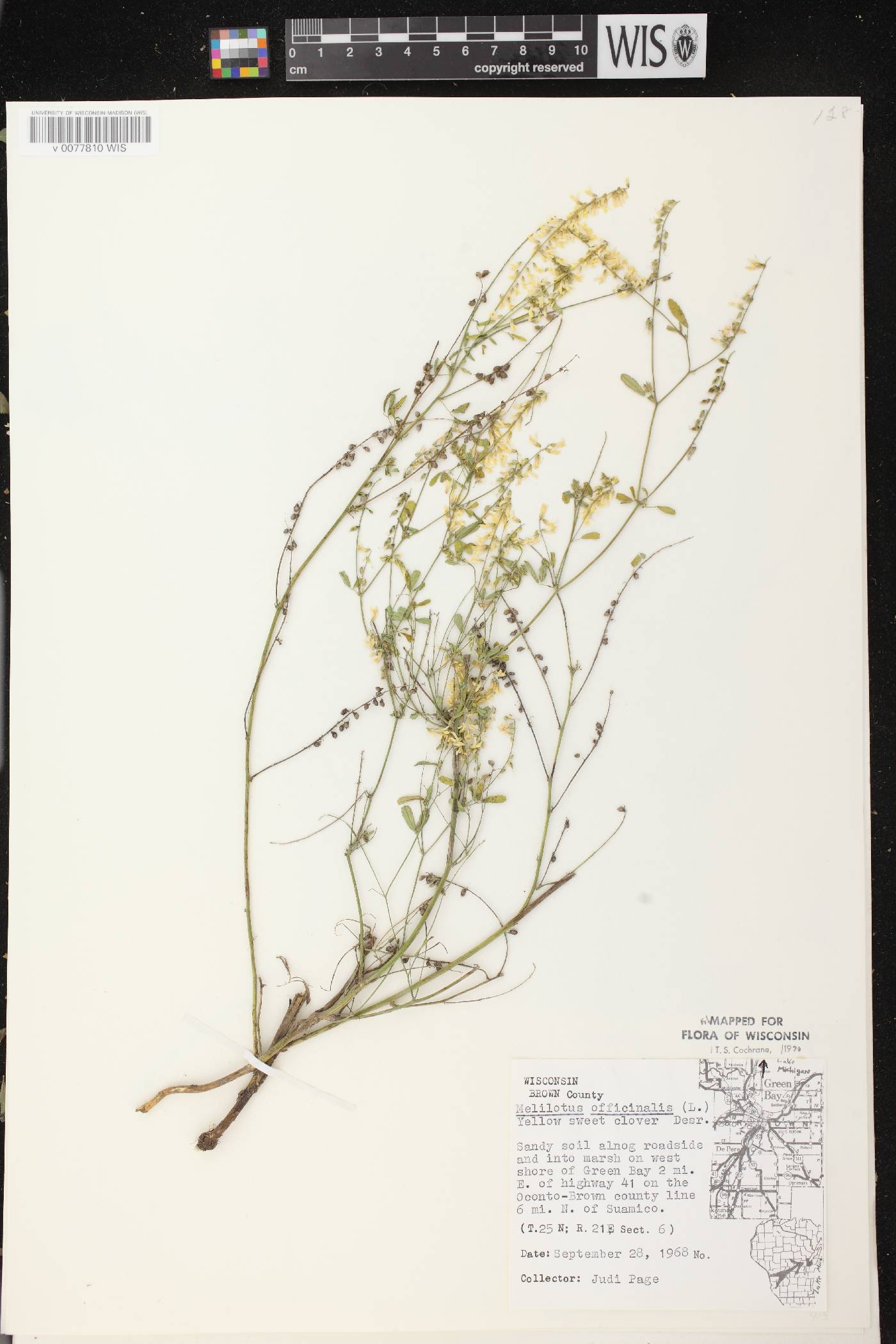 Melilotus officinalis image