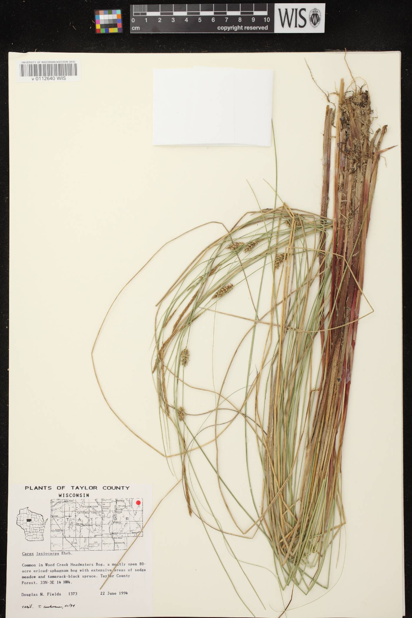 Carex lasiocarpa subsp. americana image