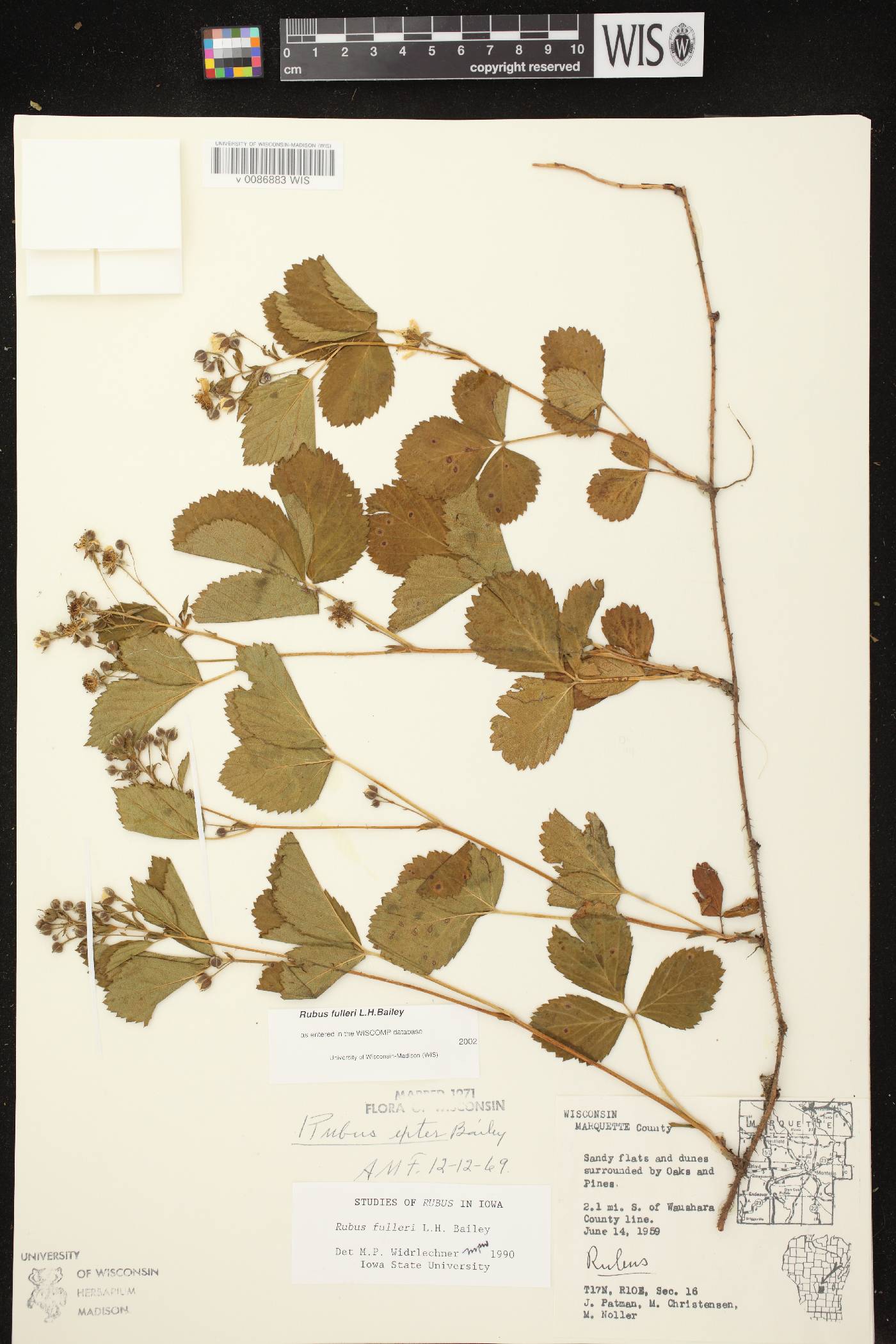 Rubus setosus image