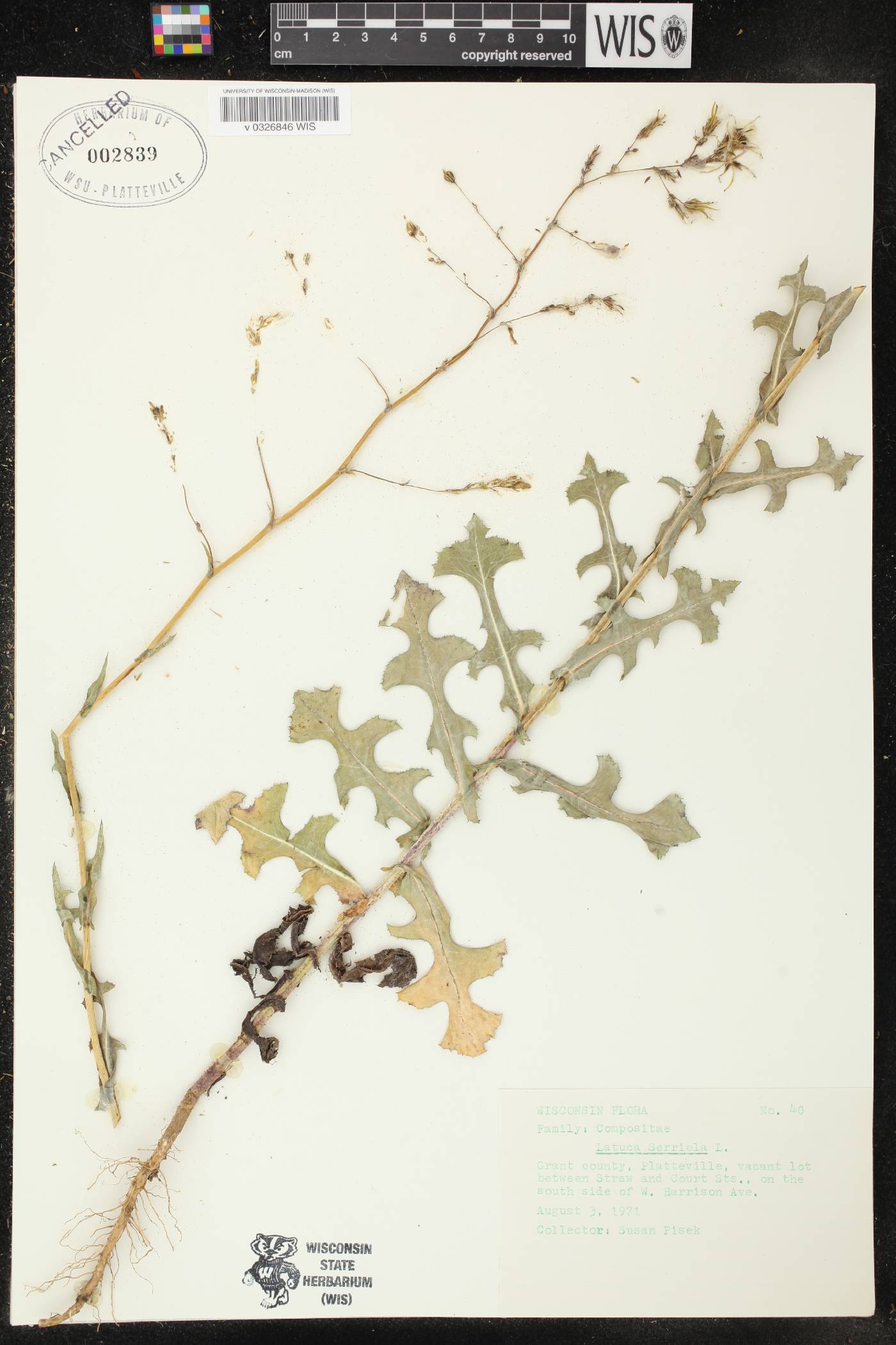 Lactuca serriola image