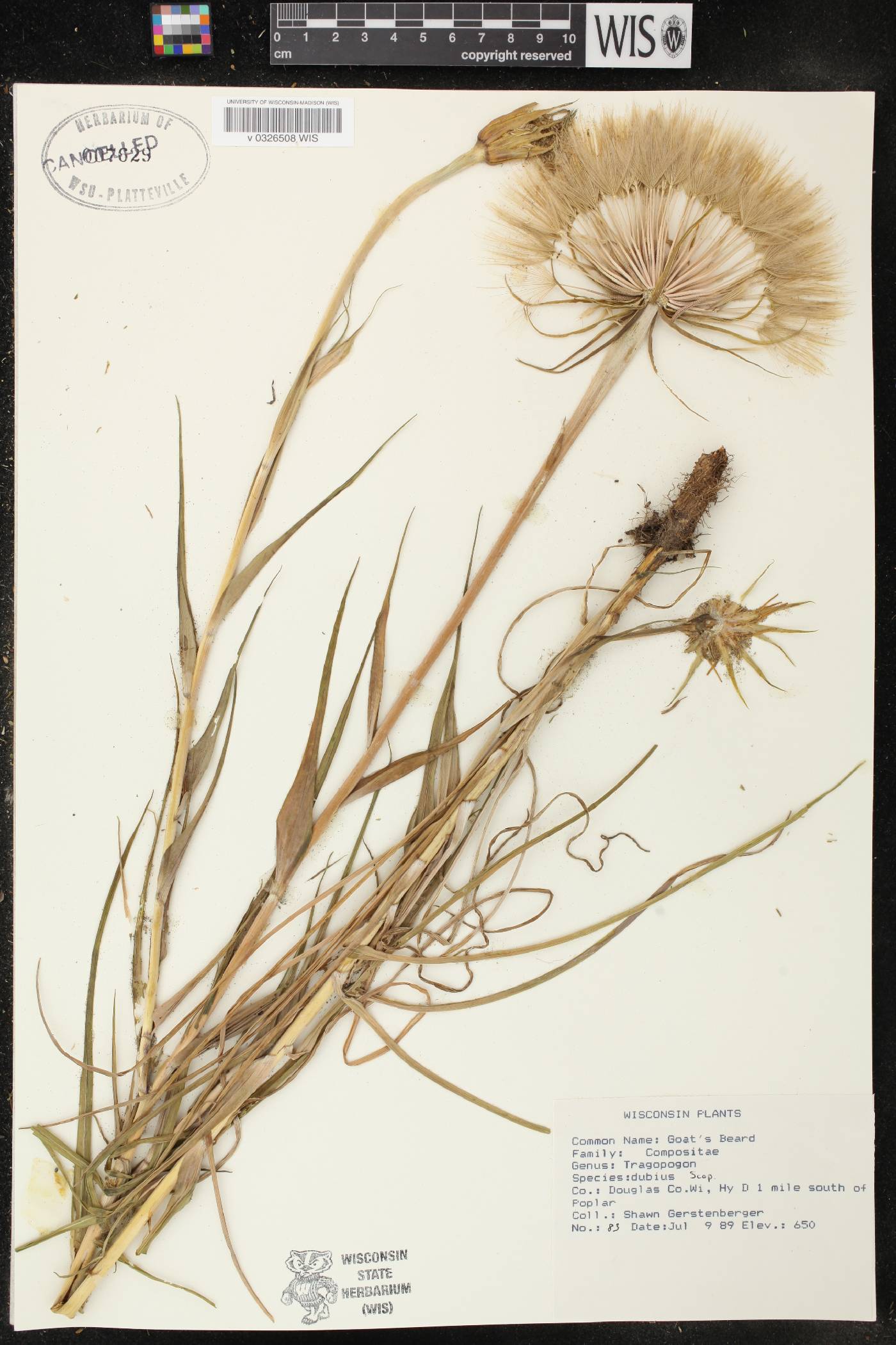 Tragopogon dubius image