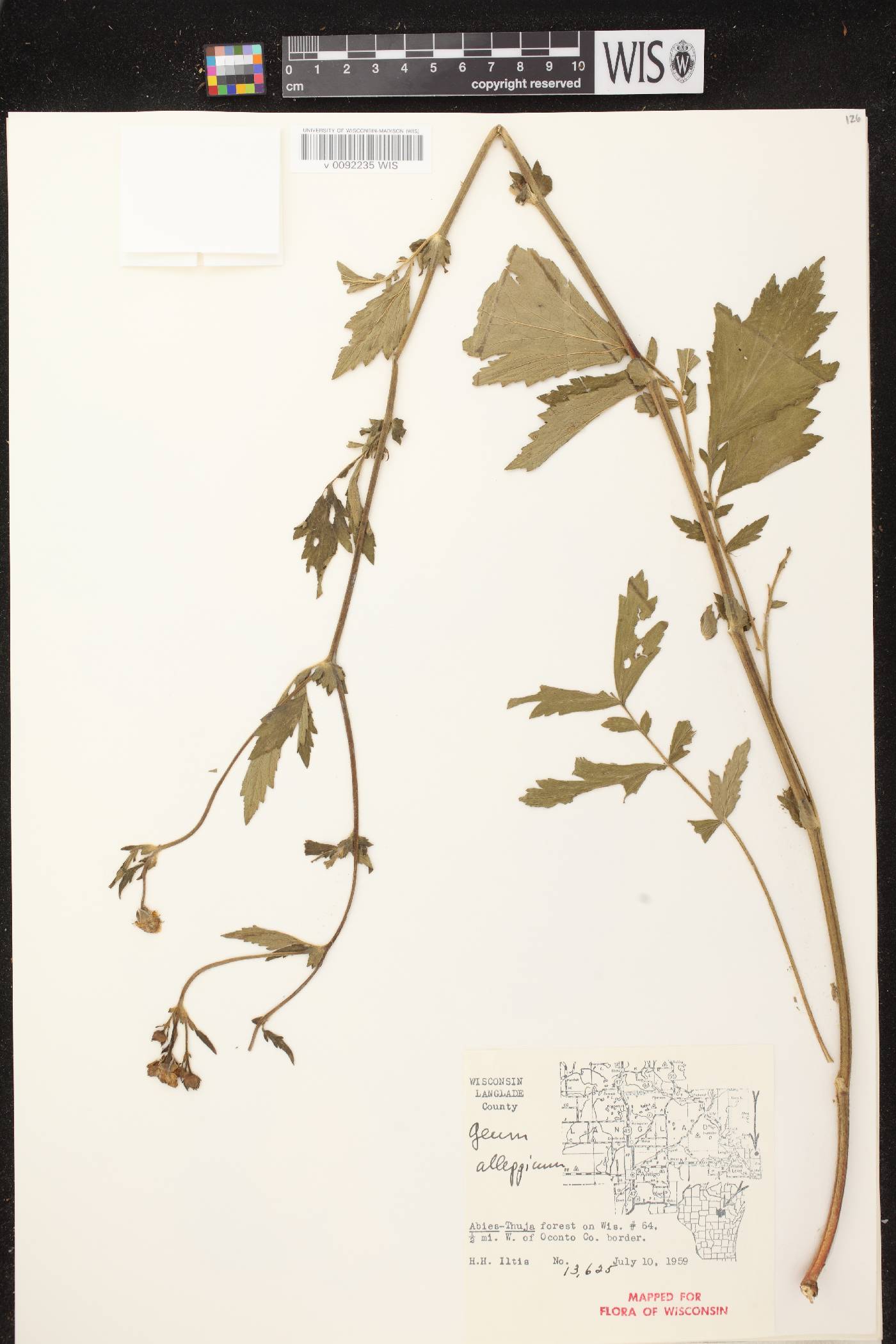 Geum aleppicum image