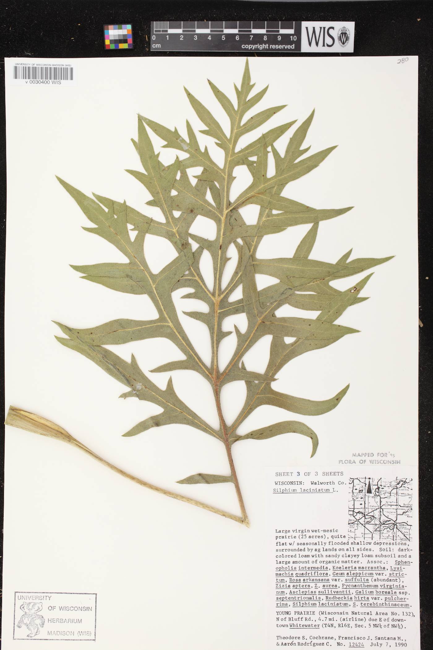 Silphium laciniatum image