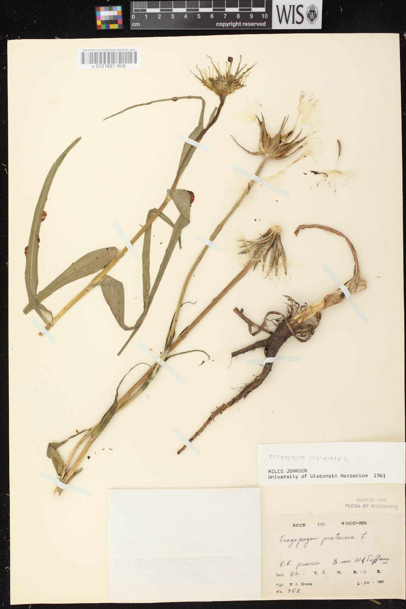 Tragopogon pratensis image
