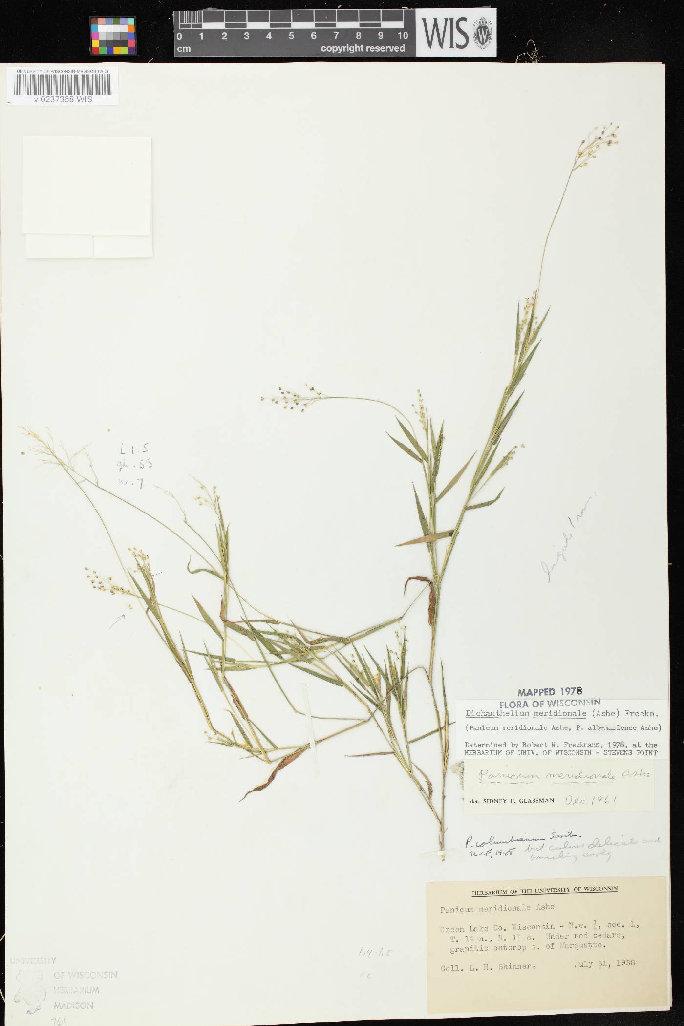 Dichanthelium meridionale image