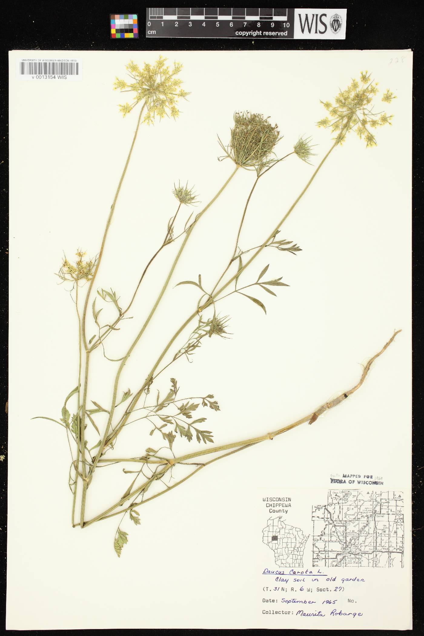 Daucus carota image