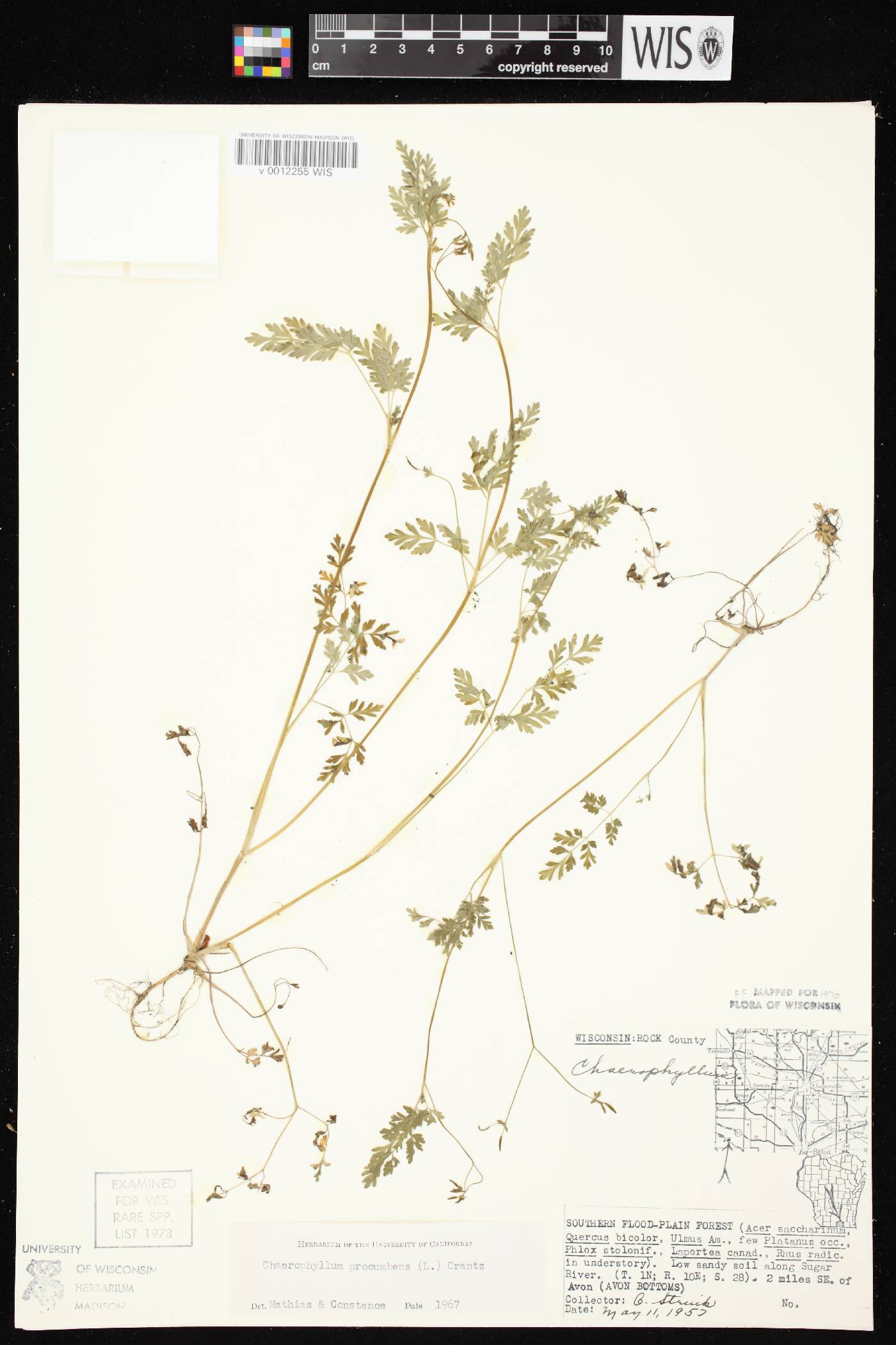 Chaerophyllum procumbens image