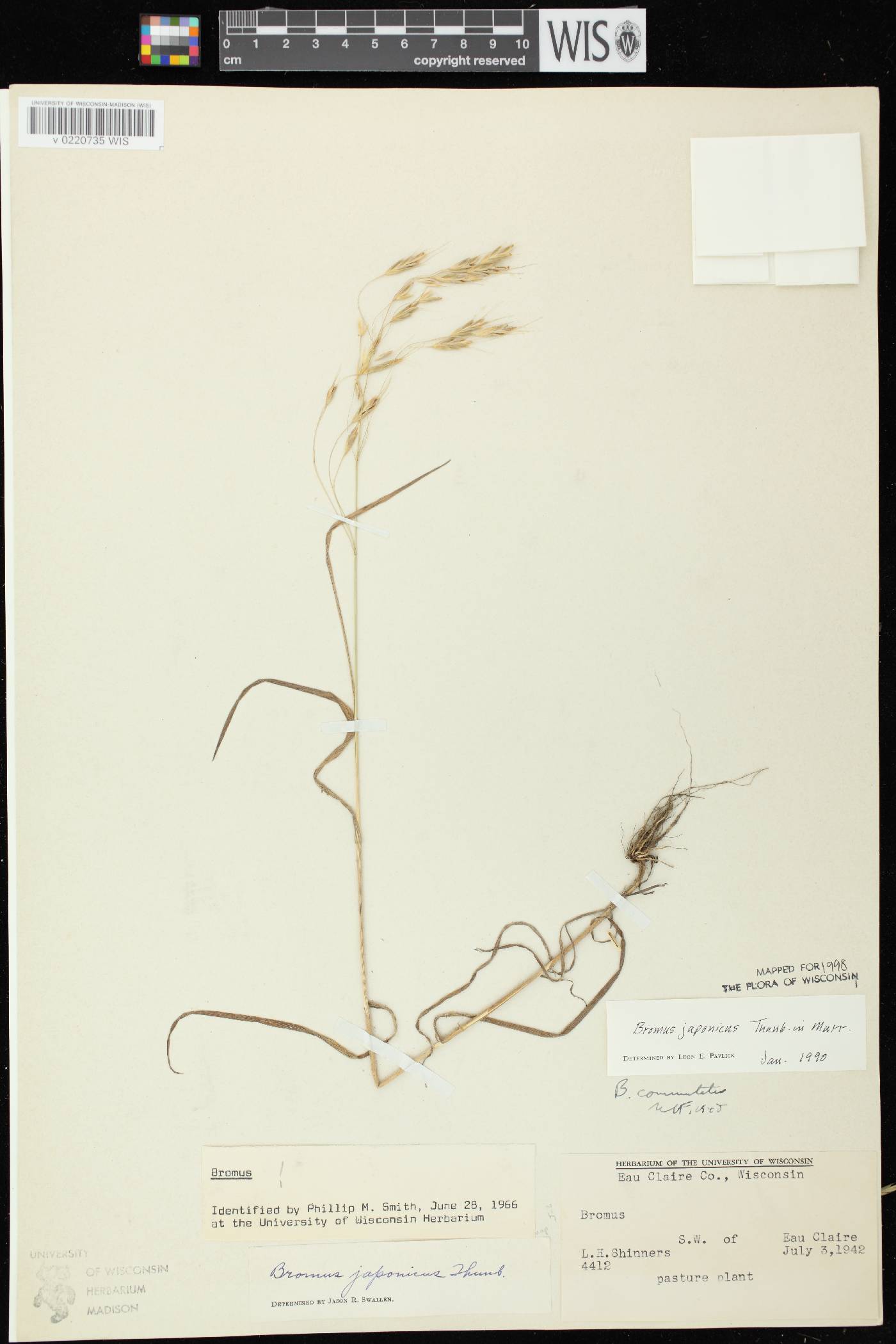 Bromus arvensis image