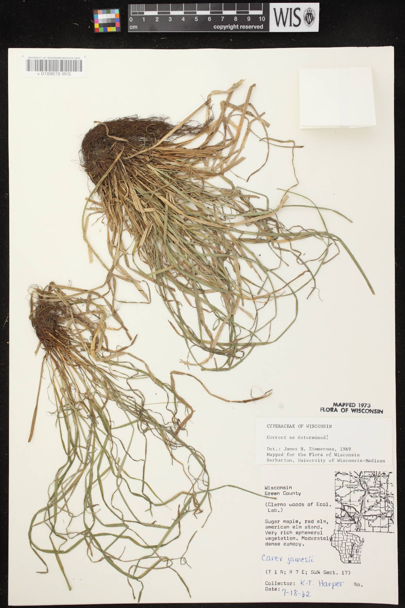 Carex jamesii image