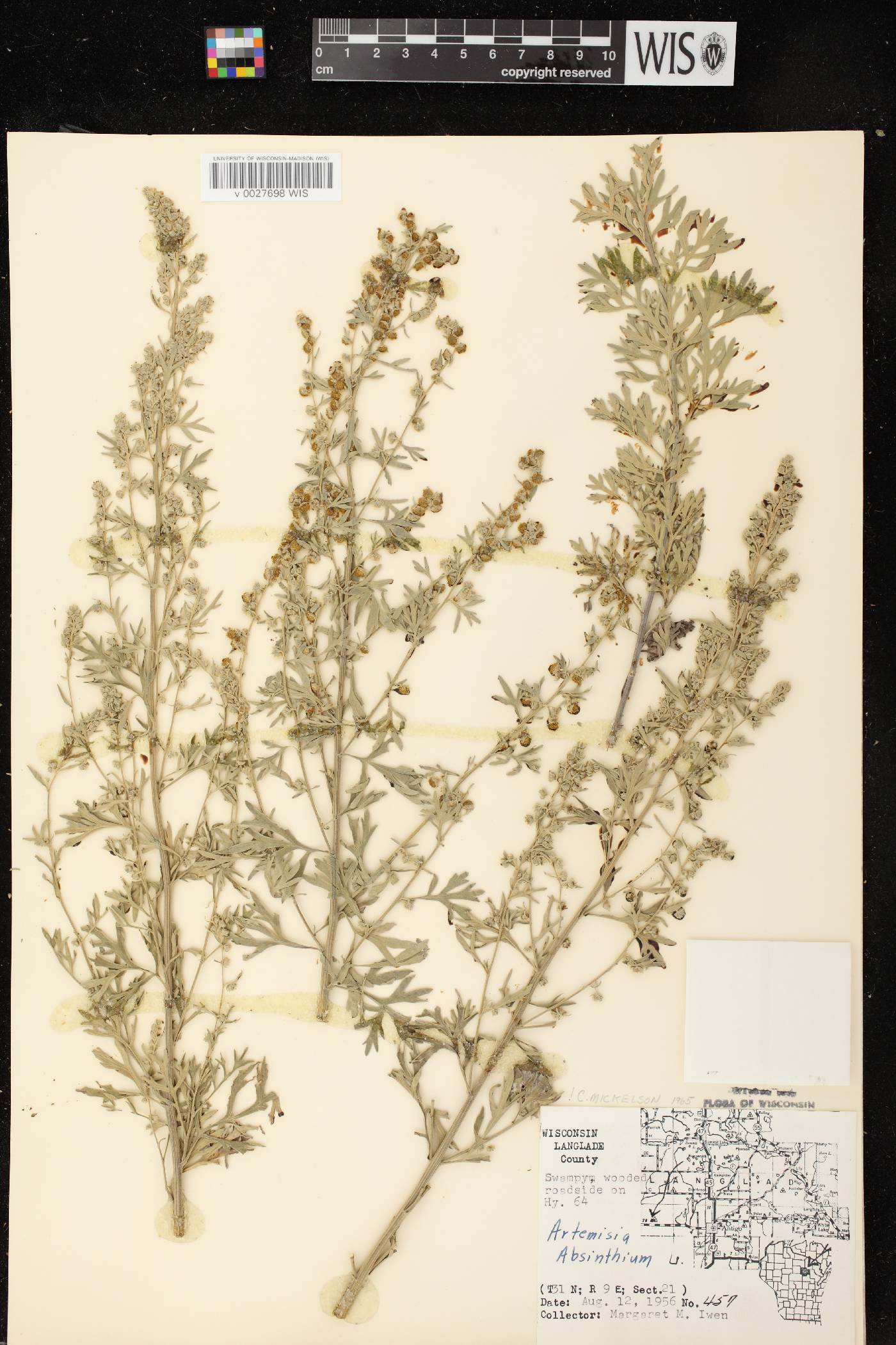 Artemisia absinthium image