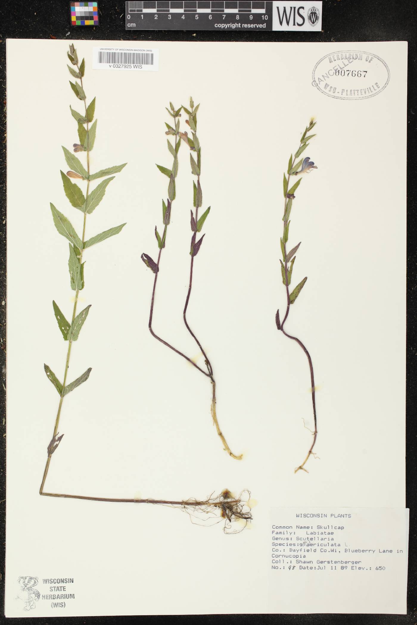 Scutellaria galericulata image