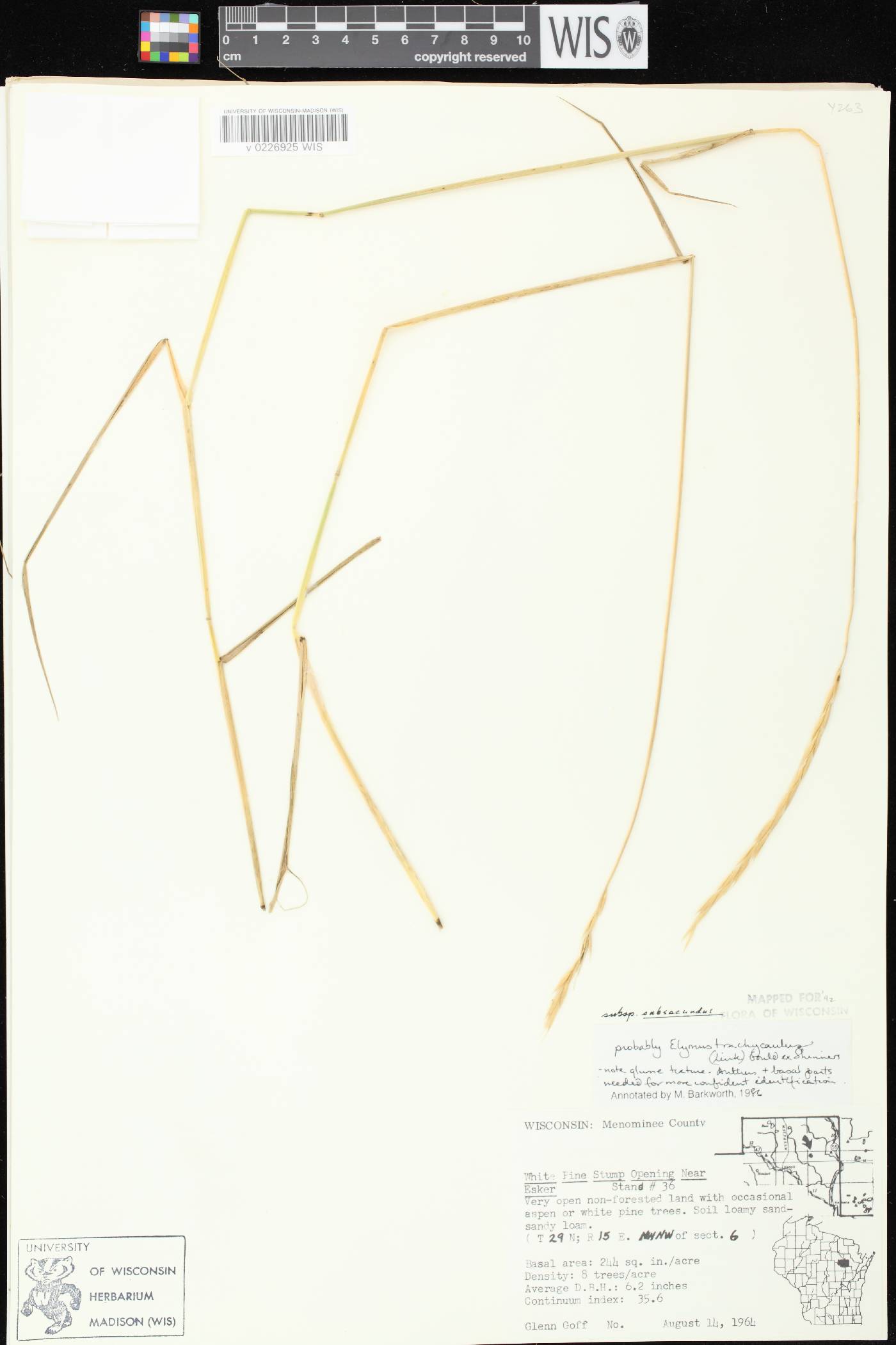 Elymus trachycaulus subsp. subsecundus image