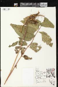 Image of Helianthus