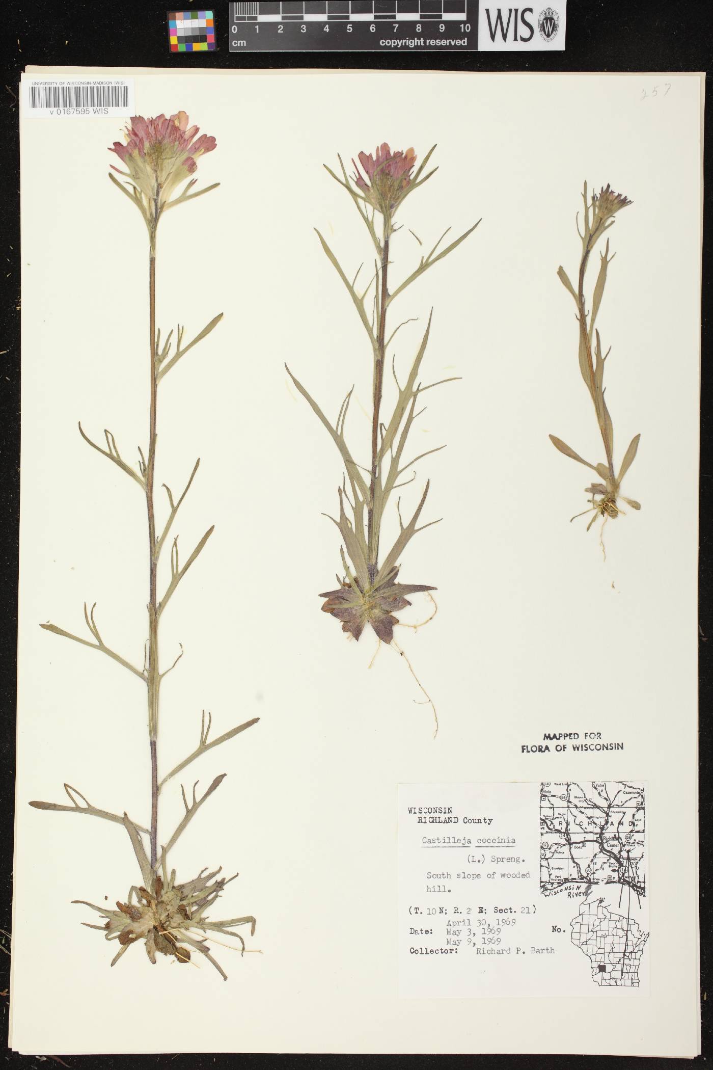 Castilleja coccinea image
