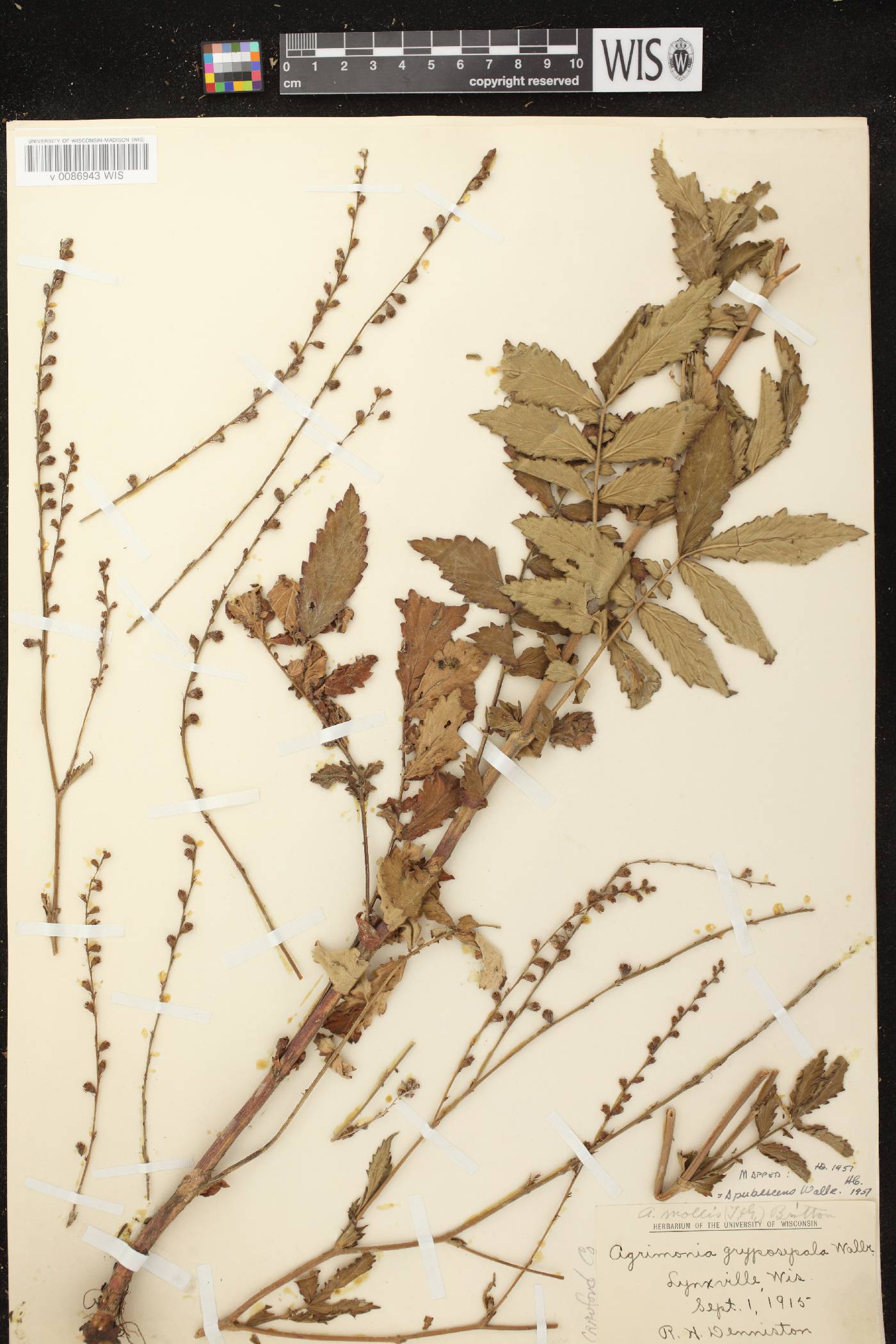 Agrimonia pubescens image