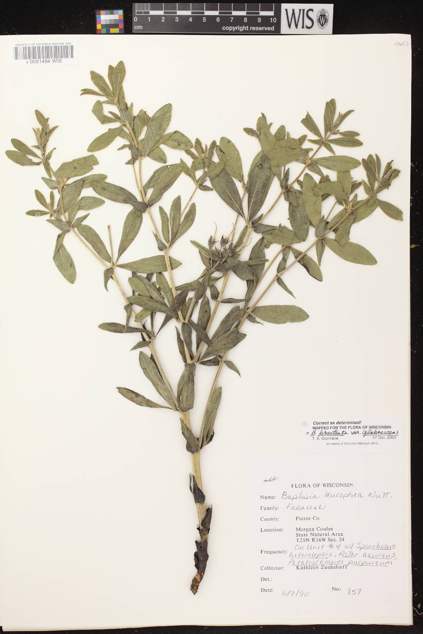 Baptisia leucophaea image