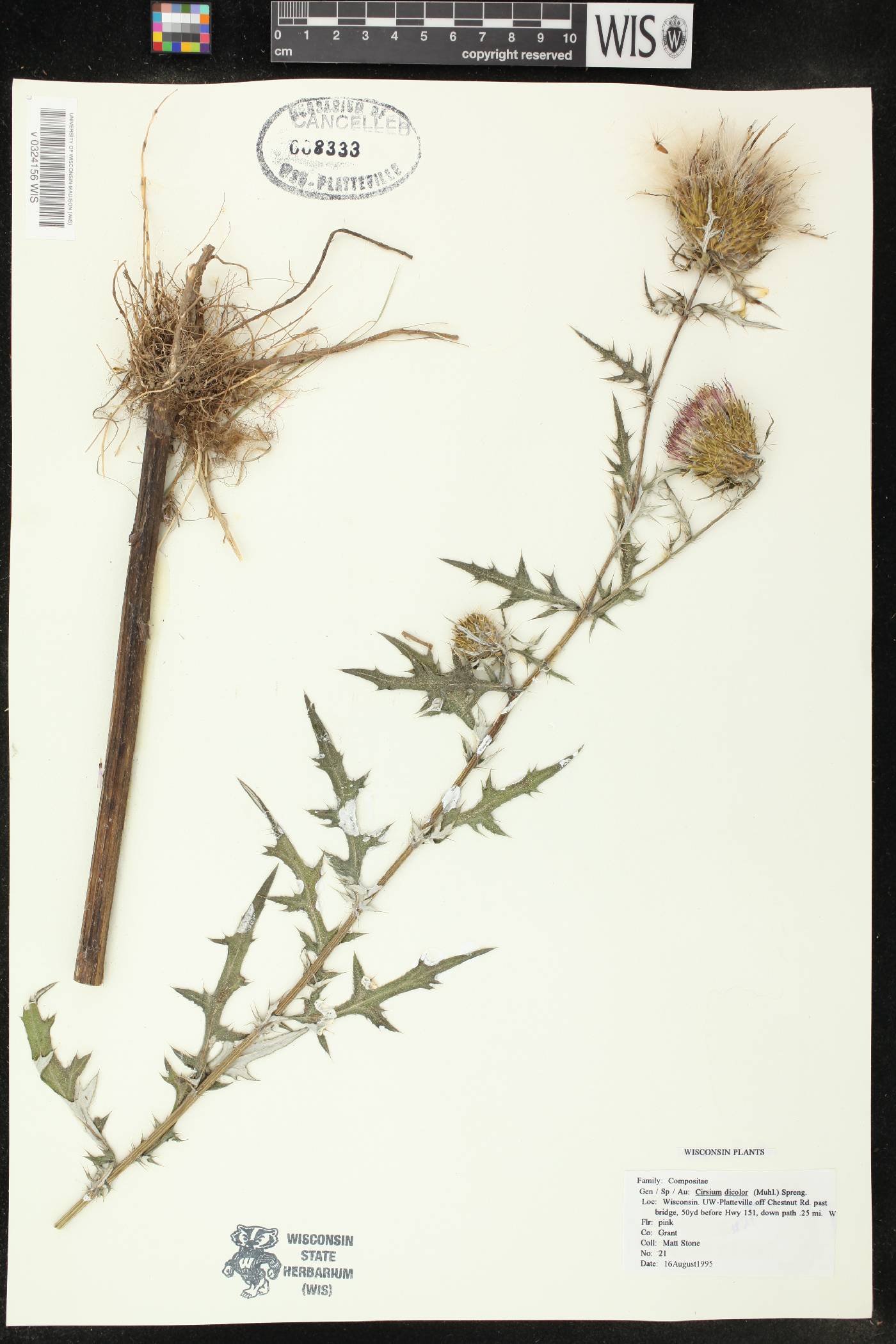 Cirsium discolor image