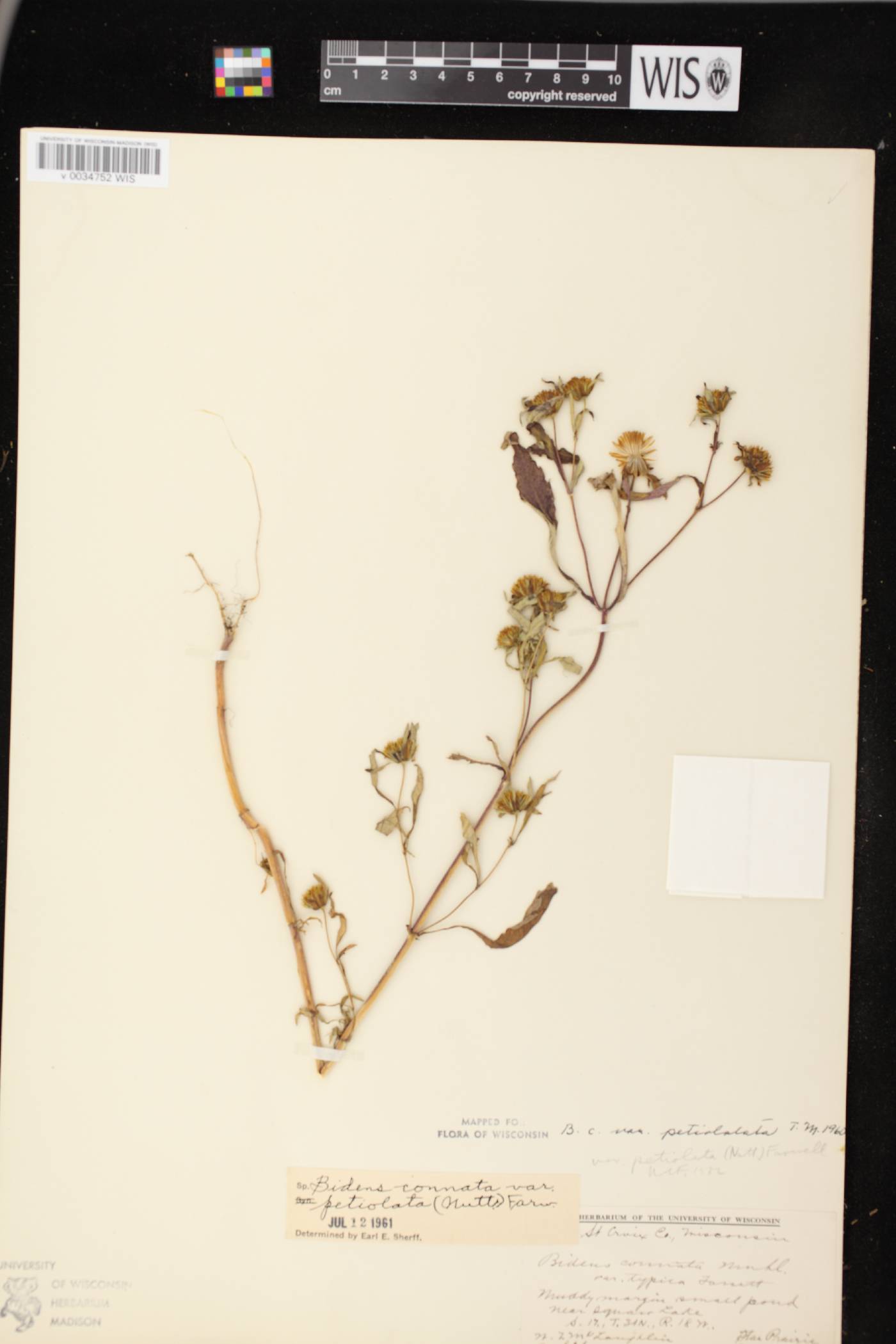 Bidens connata image