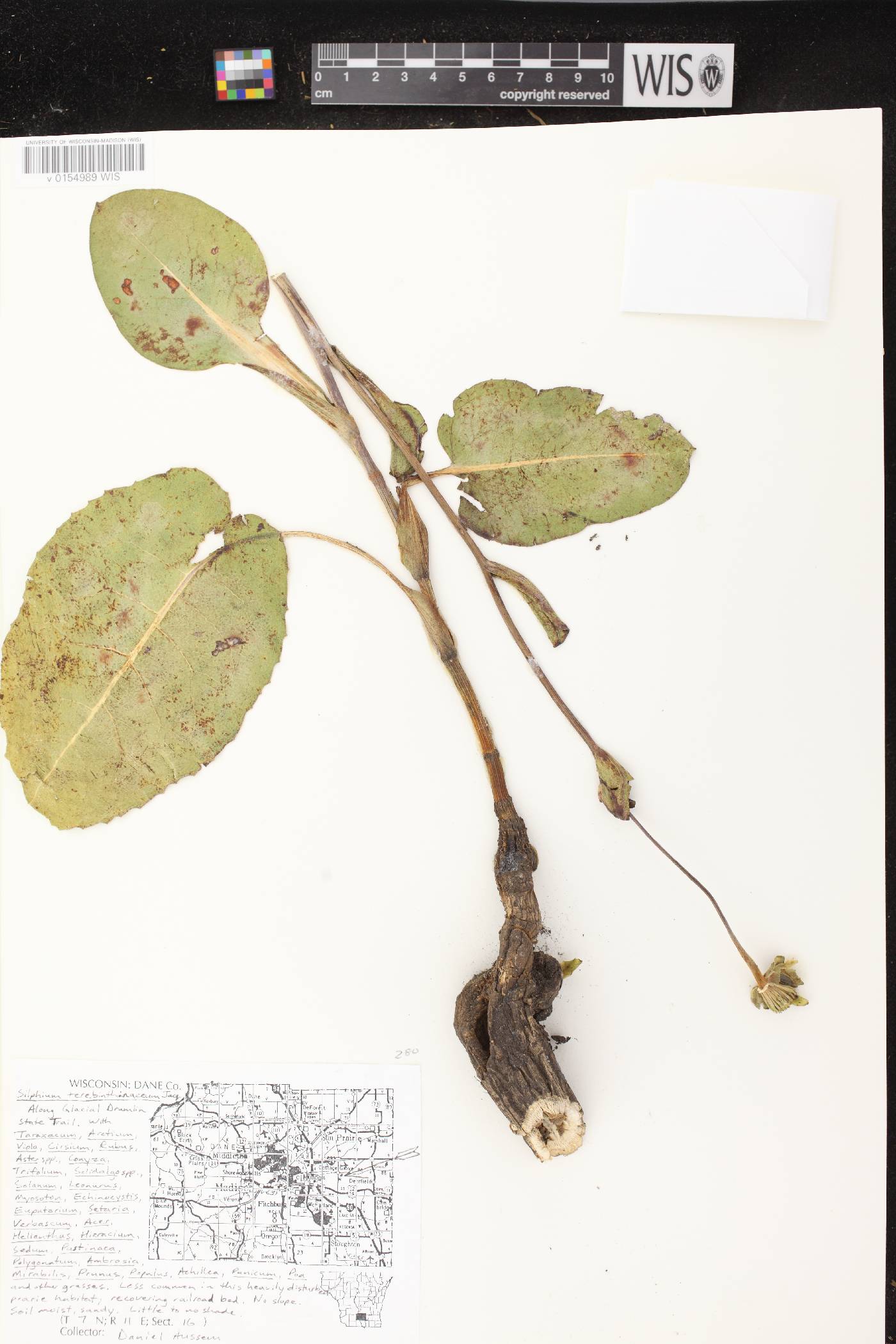 Silphium terebinthinaceum var. terebinthinaceum image
