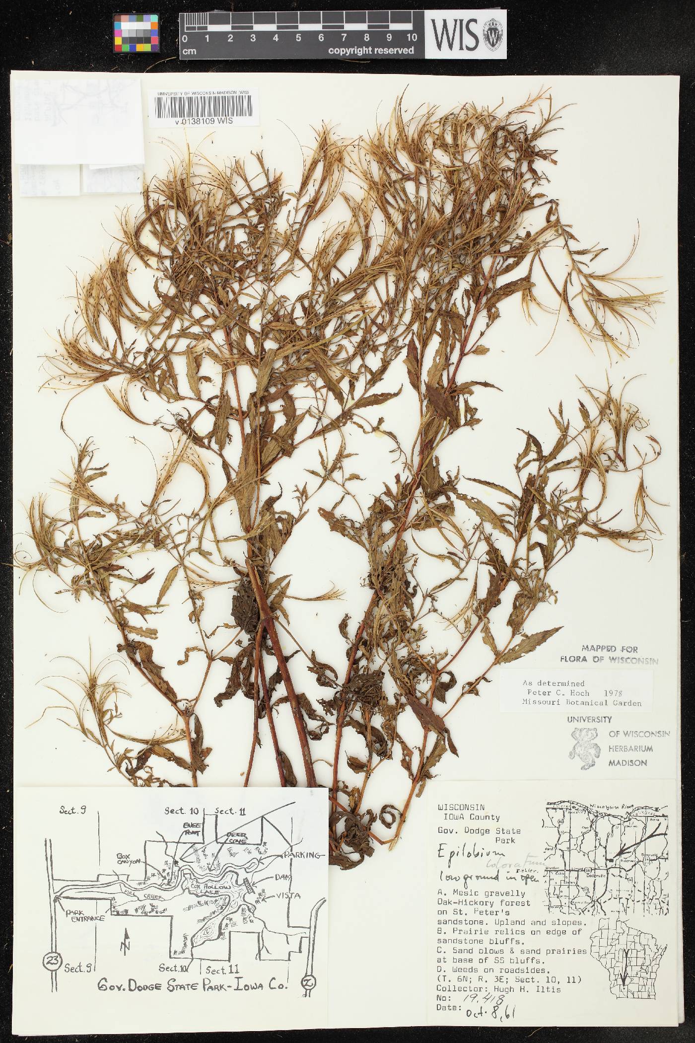 Epilobium coloratum image